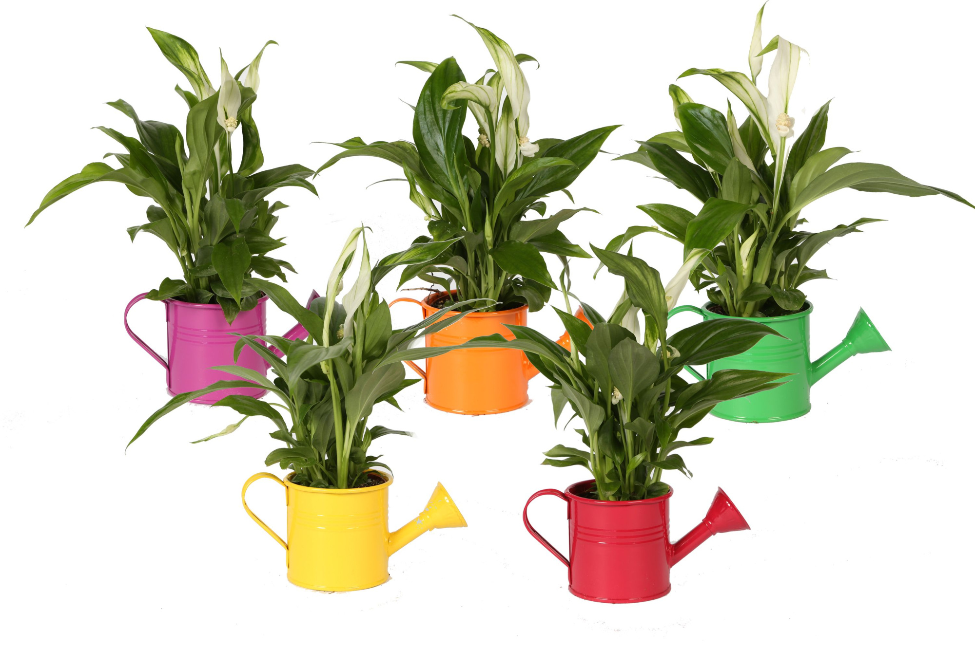 KP-508.2 - Spahtiphyllum Pearl 7cm in zinken gieter, D 7 cm