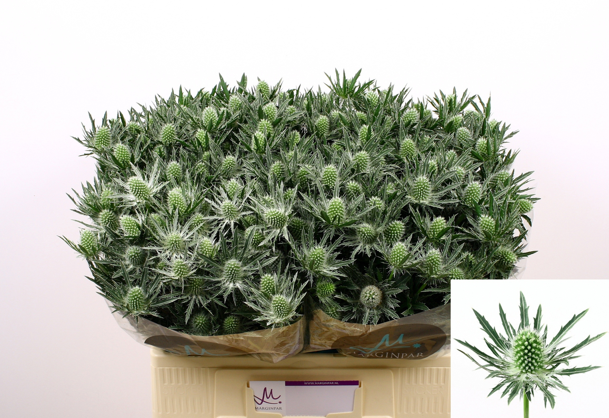 Эрингиум Сириус Кьюстар 60, шт.