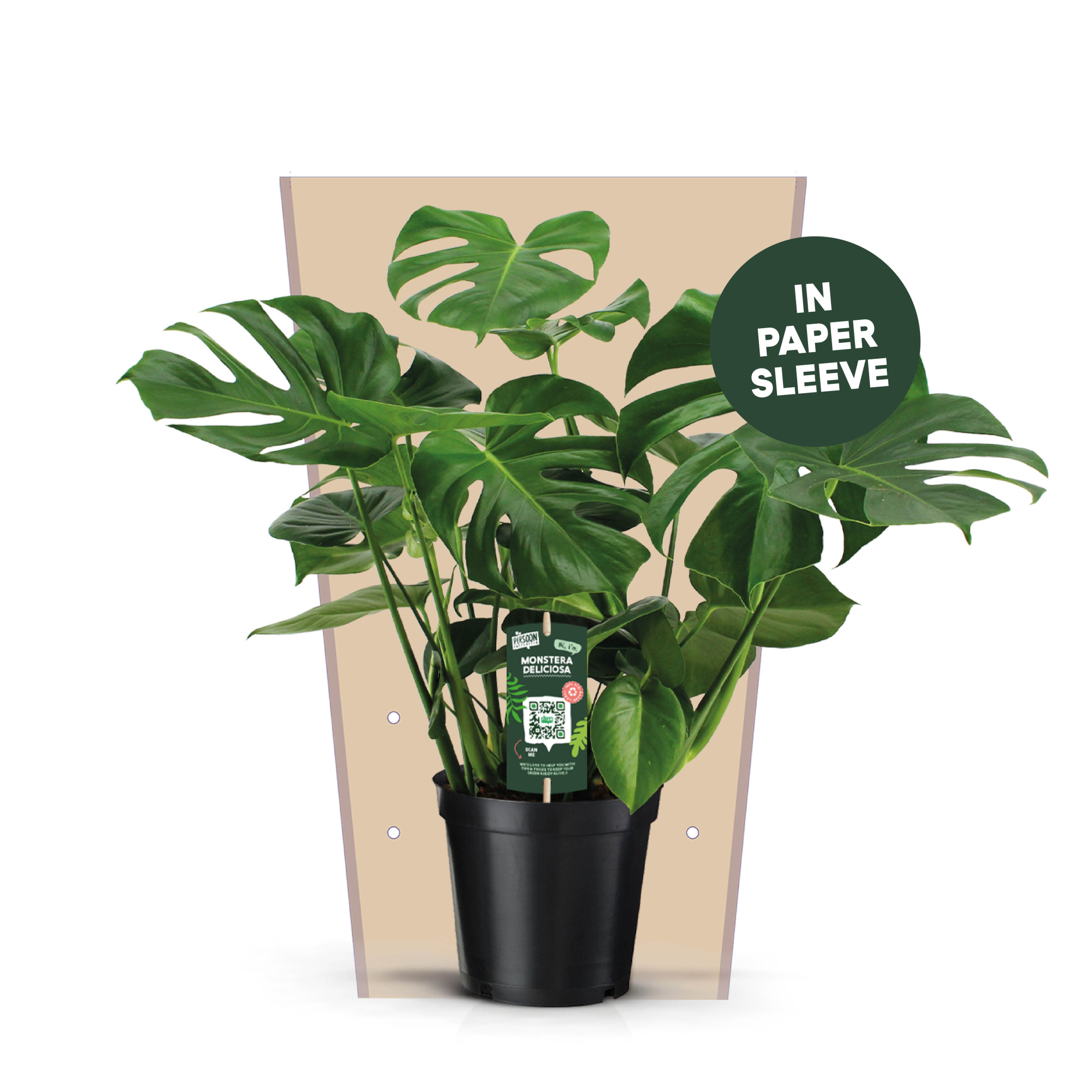 Monstera Deliciosa 21, D 21
