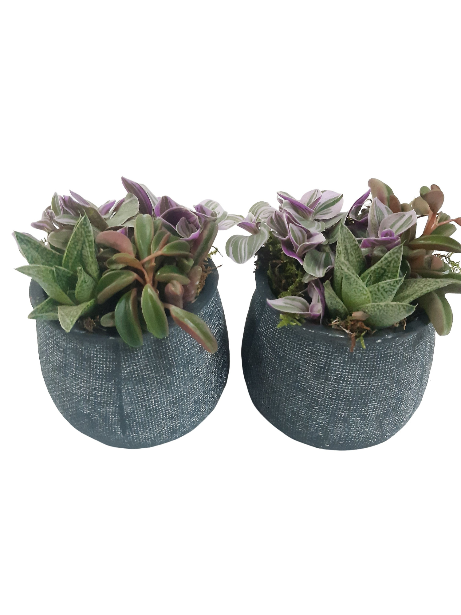 DKA11HMX Duke Pot Antraciet 11cm mini Groenmix 3 soorten, D 11