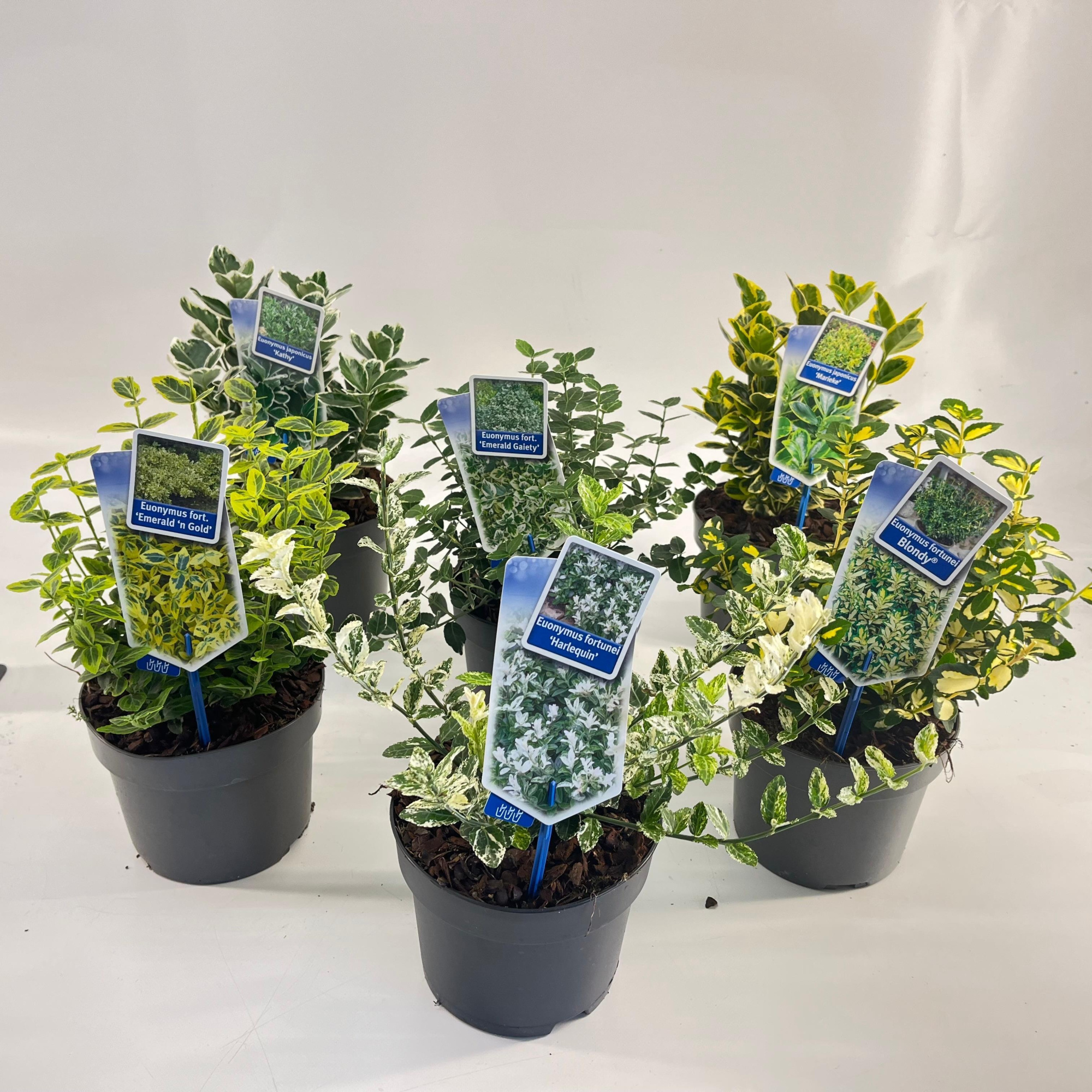 Euonymus mix (minimum order one layer) P17, D 17 cm