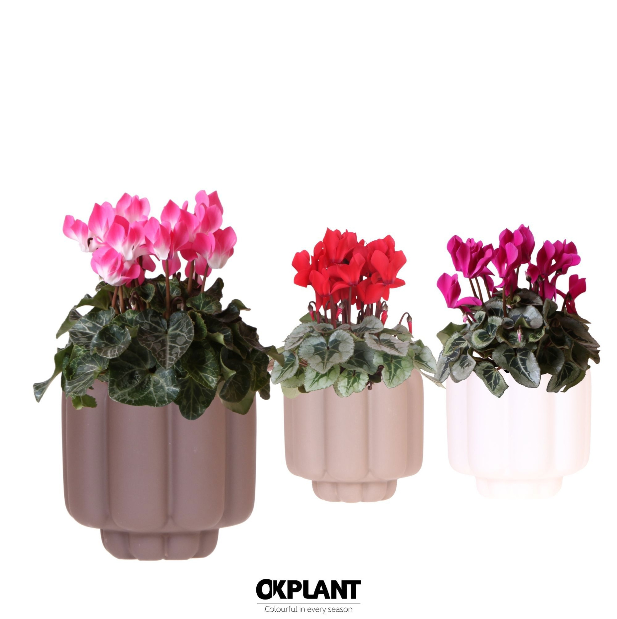 Cyclamen mix in Retro pot sand mix, D 12 cm