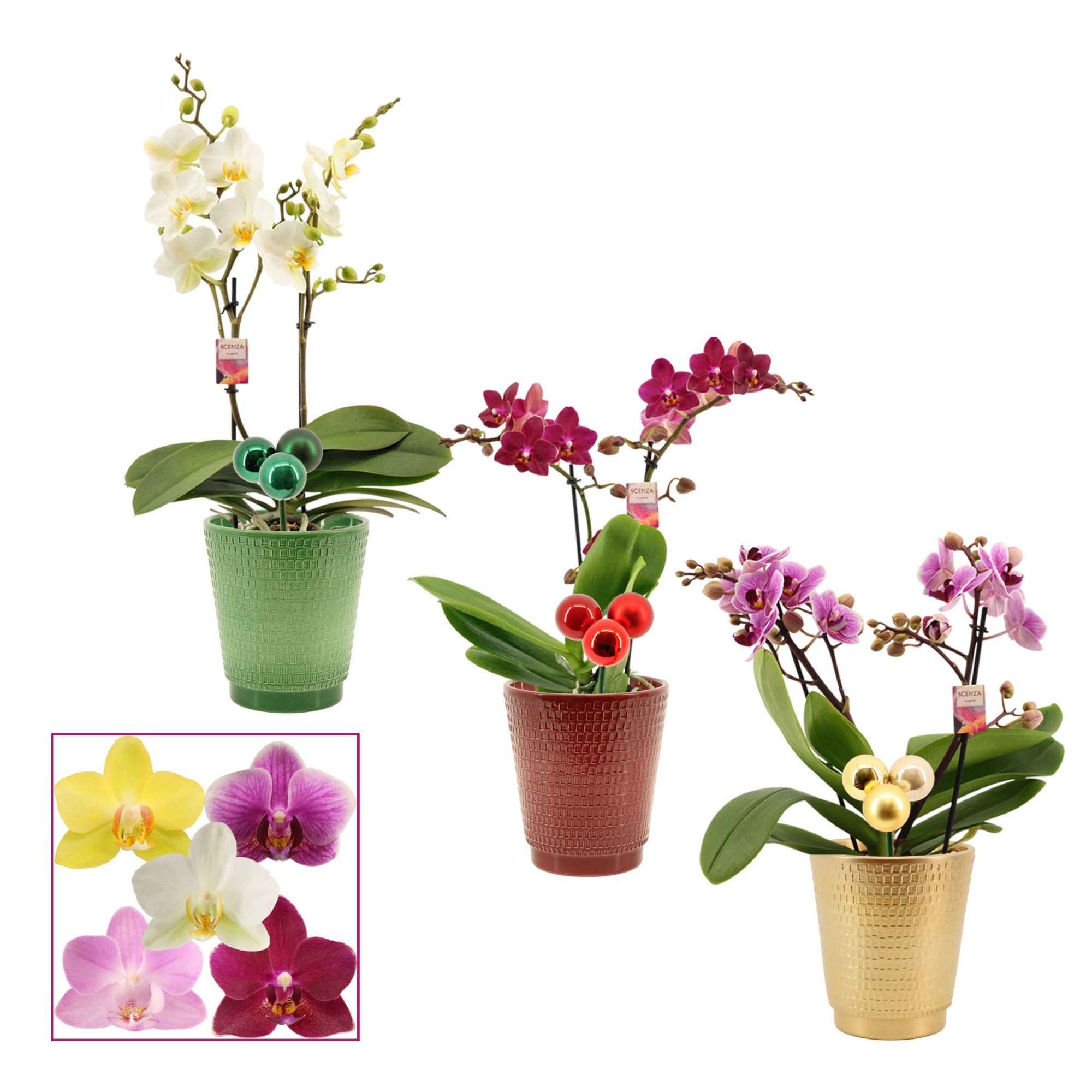 Phalaenopsis multiflora 2 tak mix in Mariah met kerstballen bijs, D 12 cm