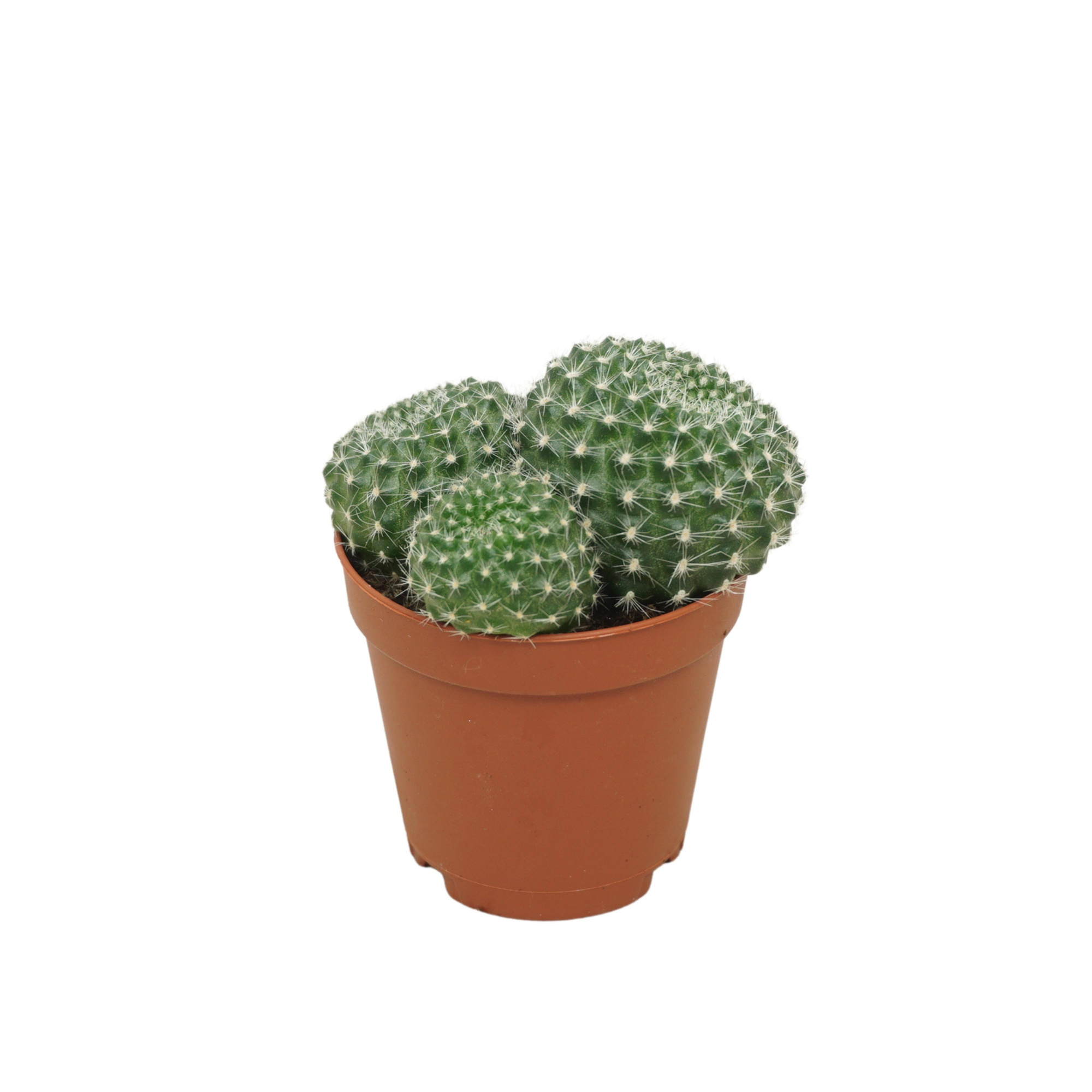 Rebutia lineacea 5,5 cm, D 5,5