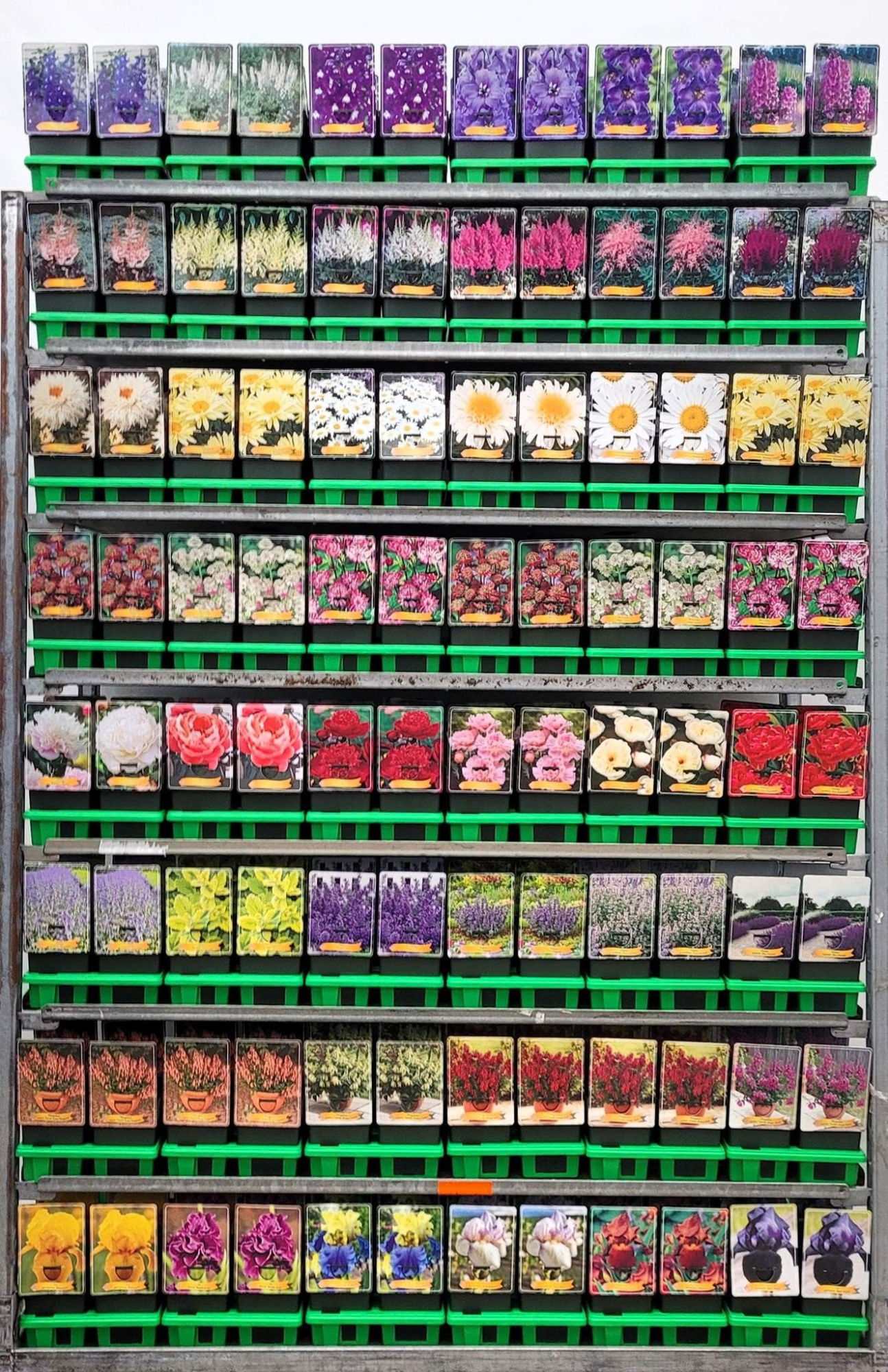 Vaste planten Mix CC 3 P11, D 11 cm