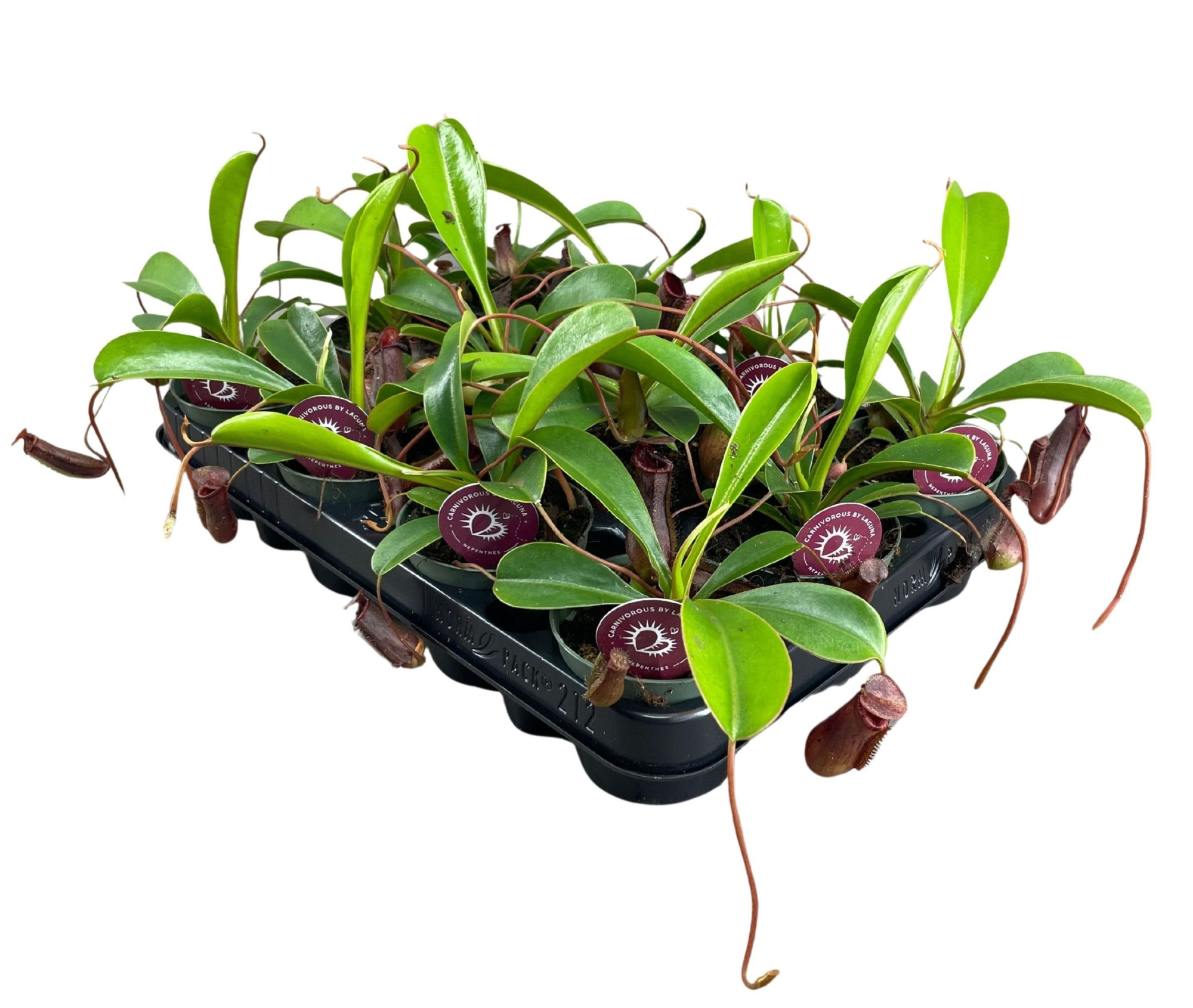 Nepenthes Lowii 8,5 cm, D 8,5 cm