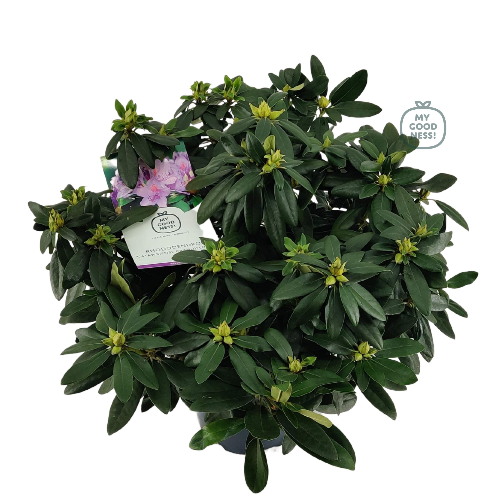 Rhododendron 50-60 /7.5 liter 'Catawbiense Grandiflorum', D 26