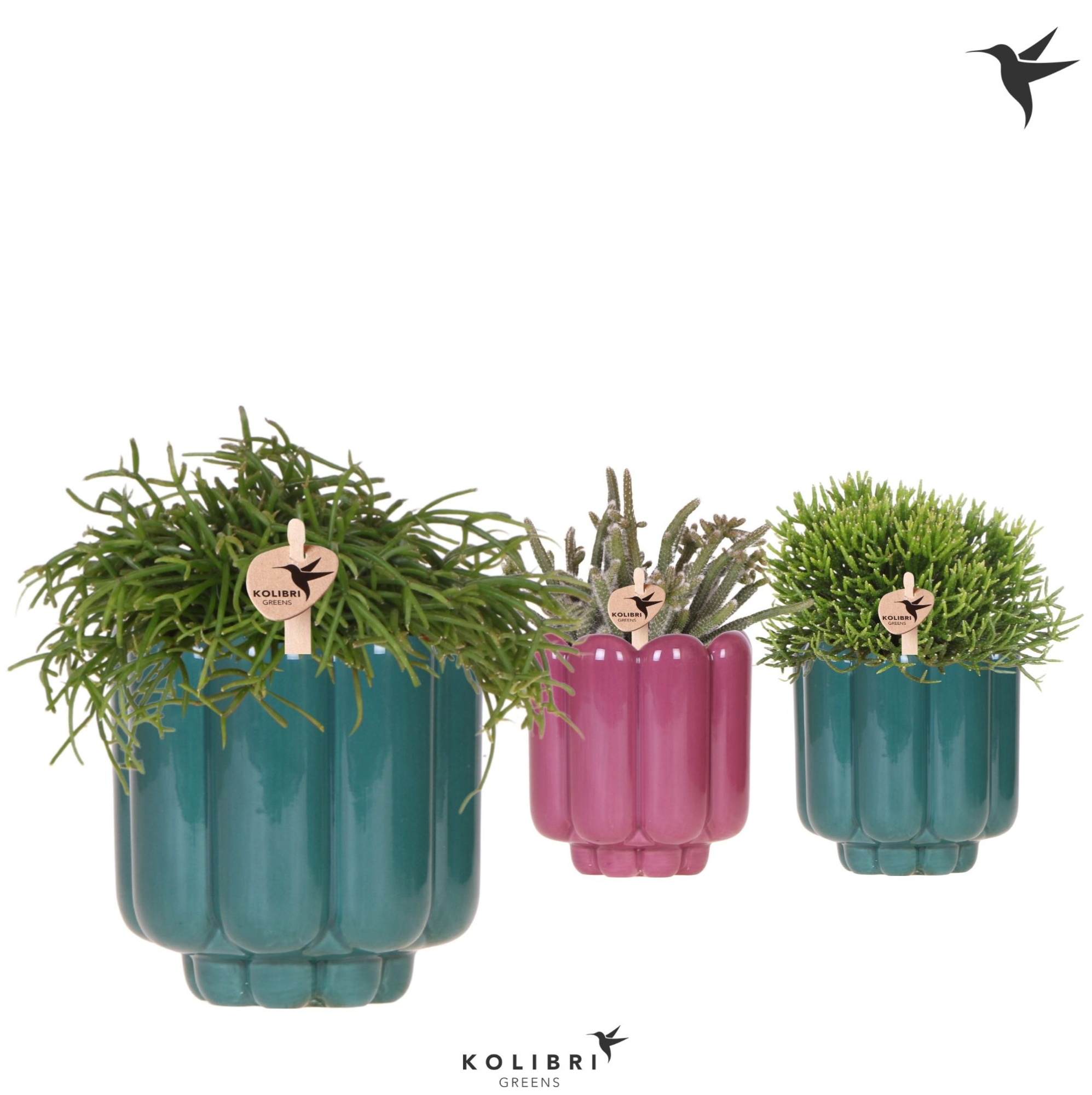 Kolibri Greens Rhipsalis mix in Retro pot green mix, D 9 cm