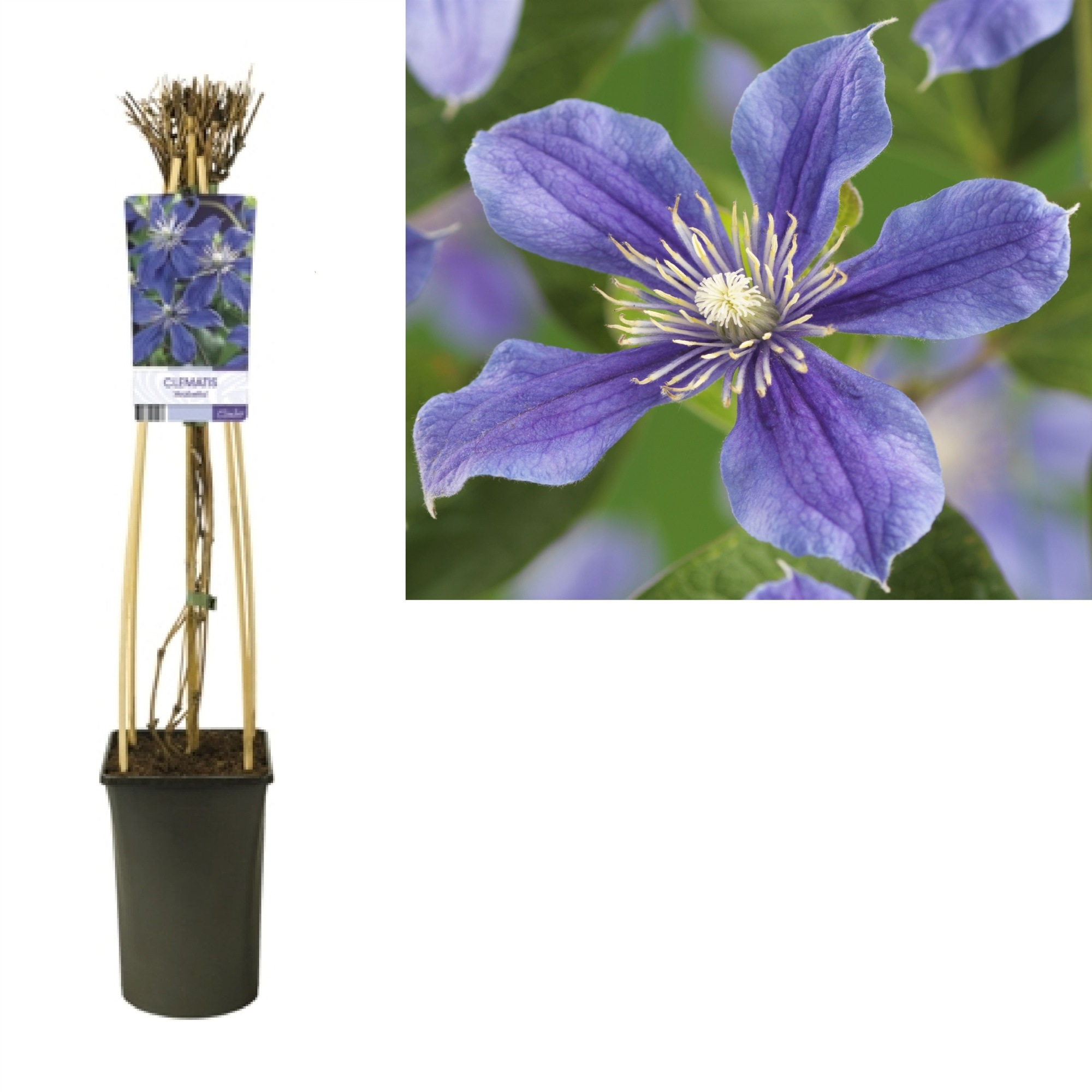 Clematis 'Arabella' +light label, D 17