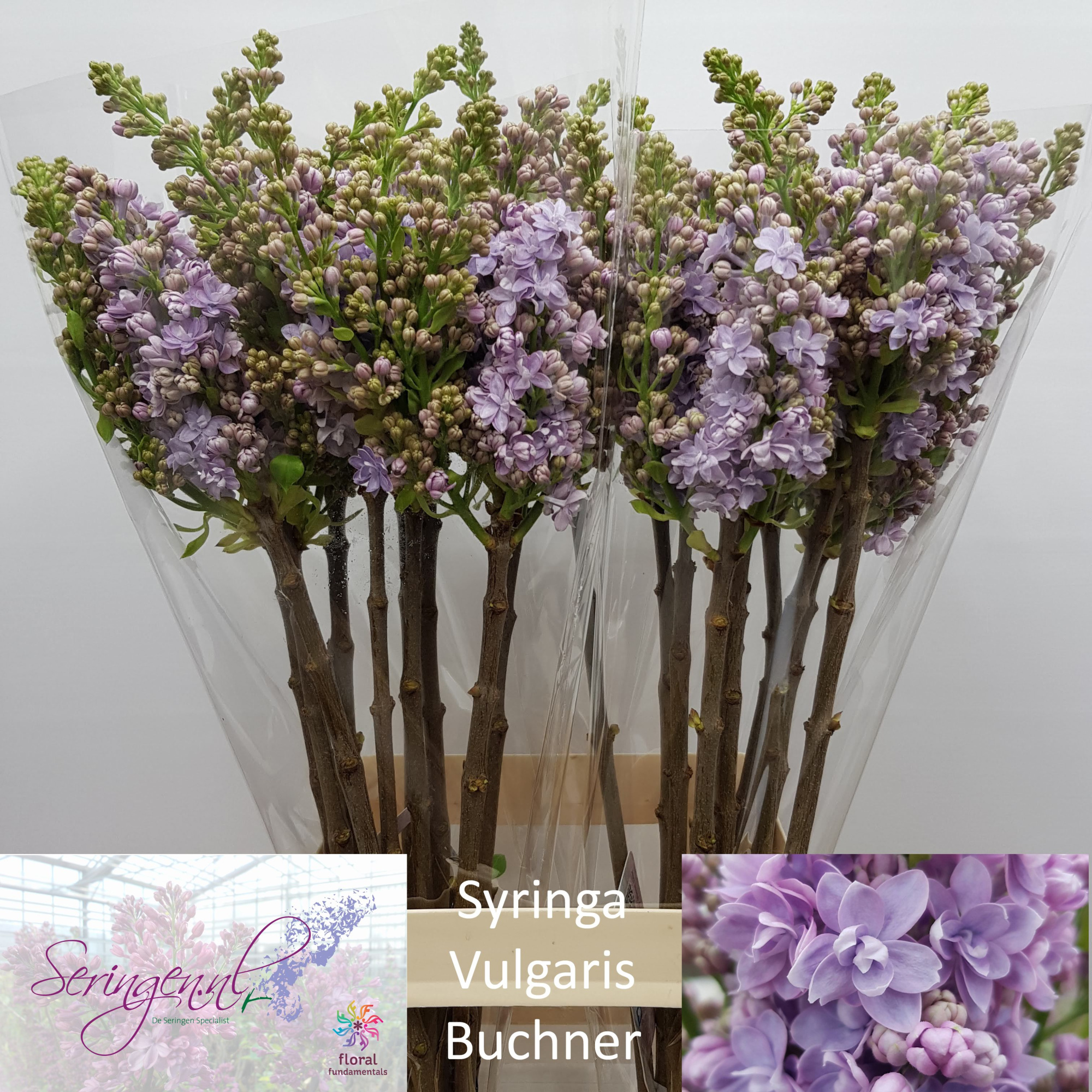 Сирень Мишел Бухнер 70 (лаванд.), шт.