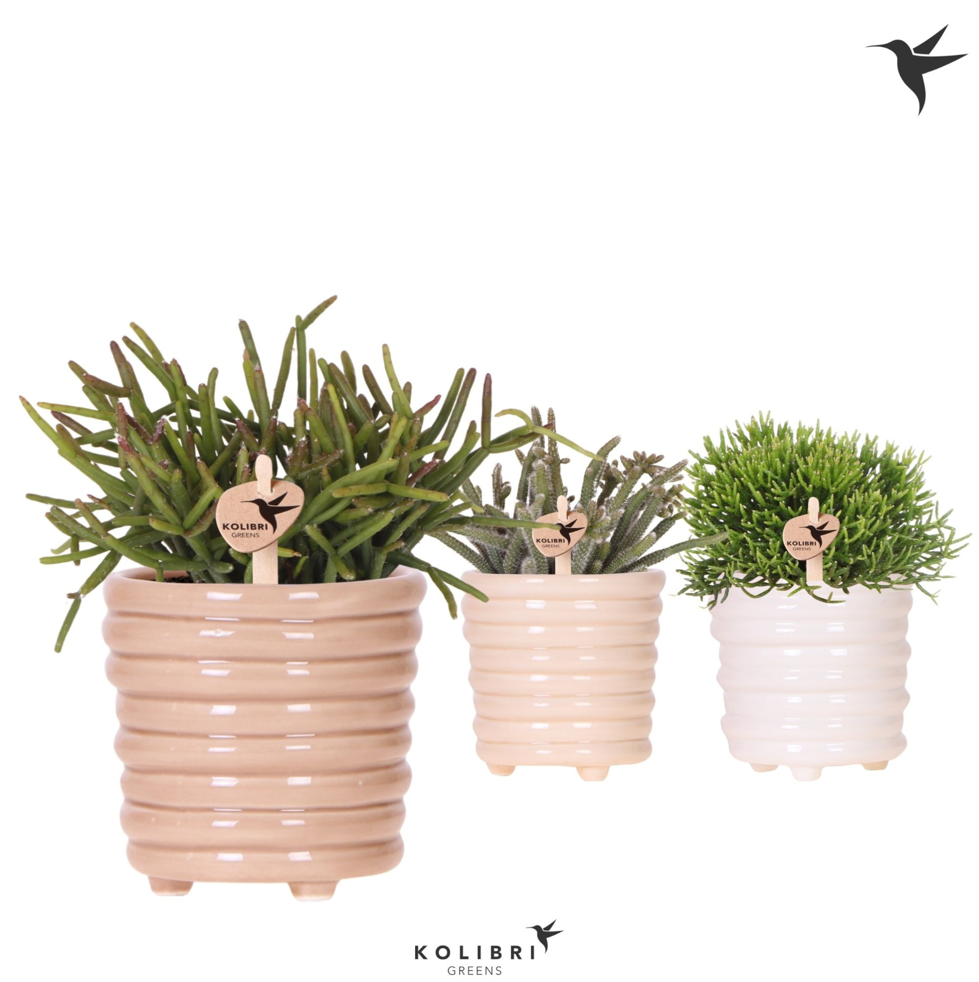 Kolibri Greens Rhipsalis mix in Ring pot mix, D 9 cm