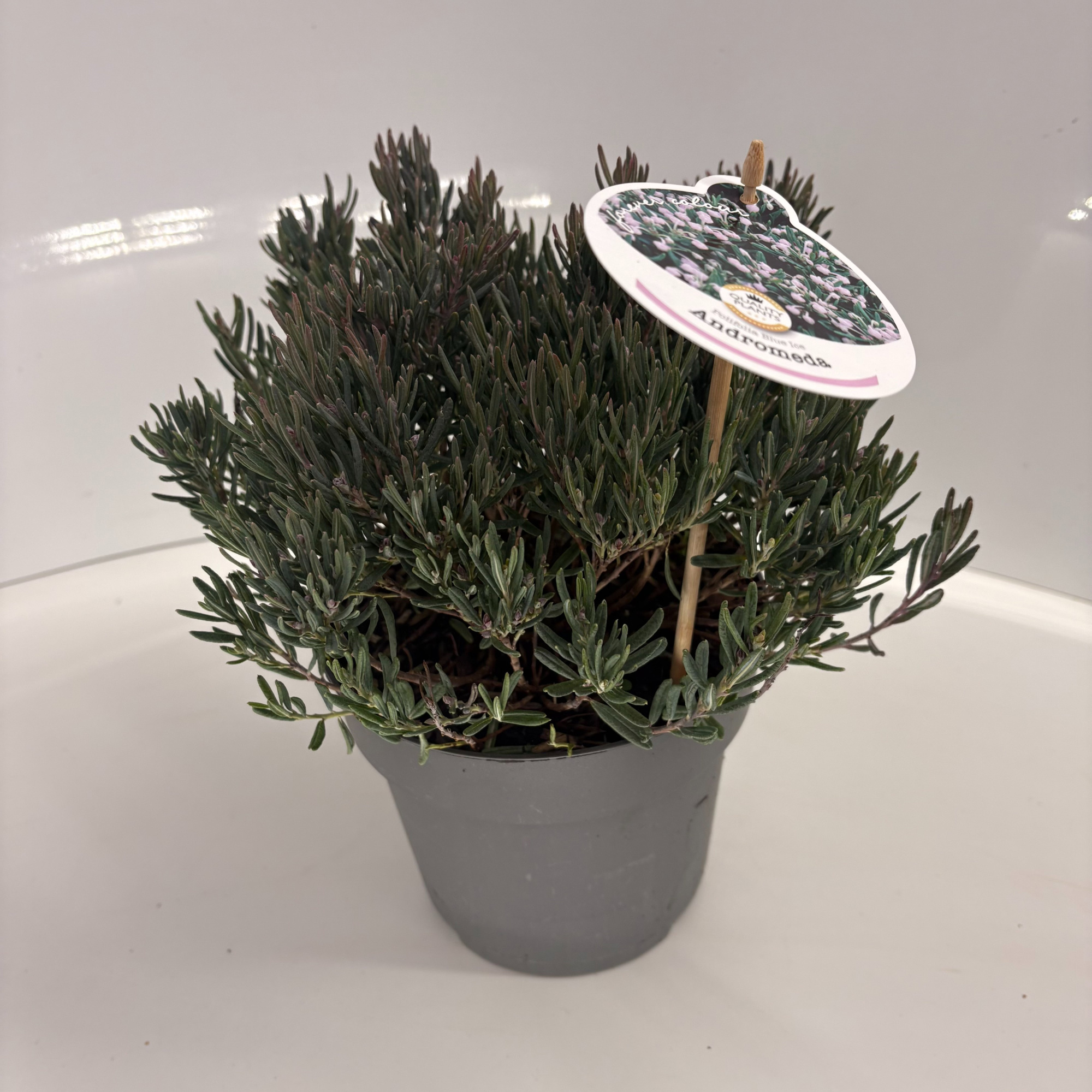 Andromeda polifolia 'Blue Ice', D 17