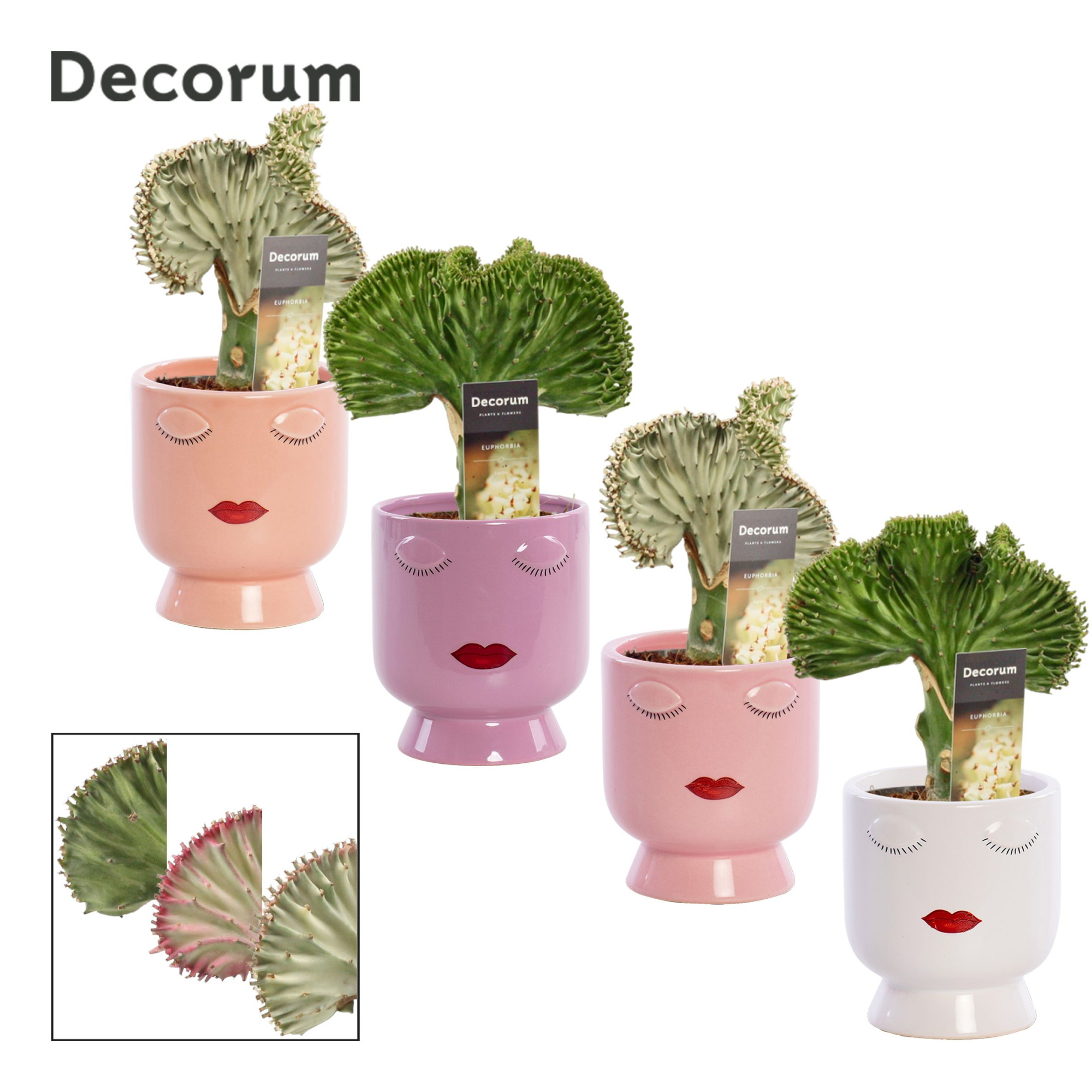 Euphorbia Lactea 12 cm in Dua Lipa (Party Love-collection), D 12 cm