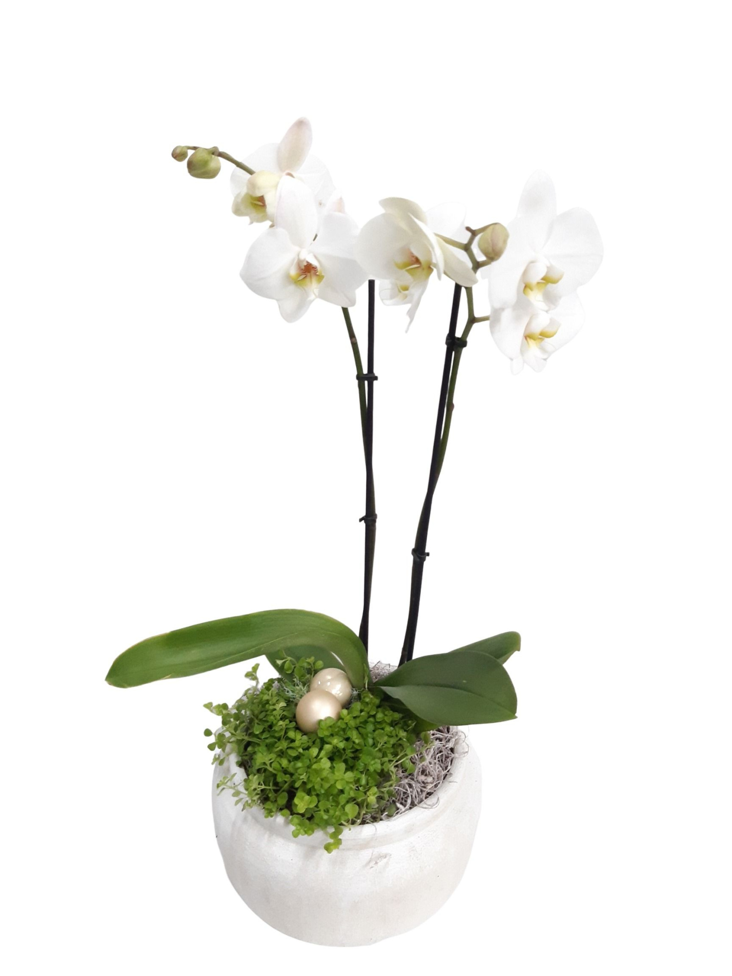RWB24PHKST Rude Bowl White Phal + Sedum Tornado Kerst deco, D 24