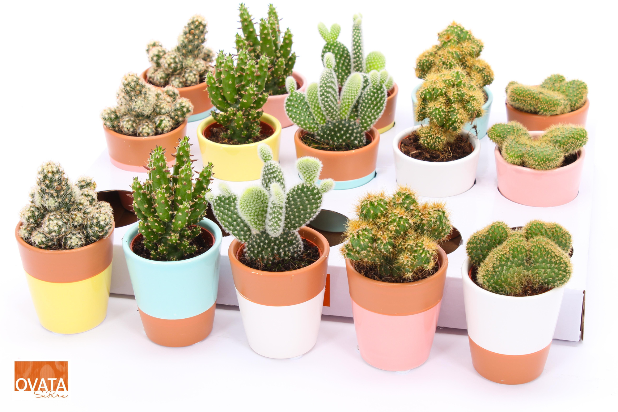 Cactus mix in Lima 6,5 spines, D 6,5 cm