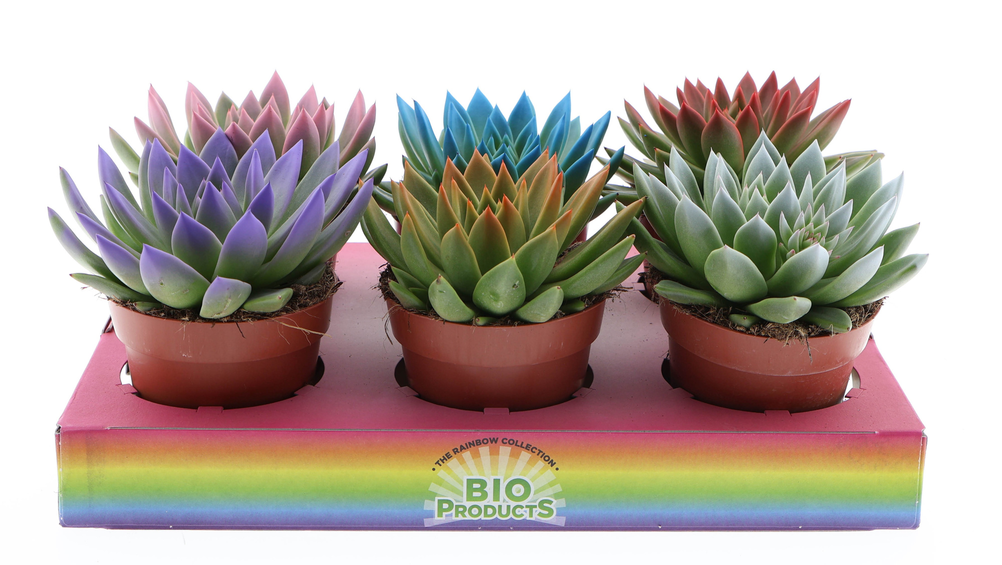 Rainbow tips mix, D 12 cm