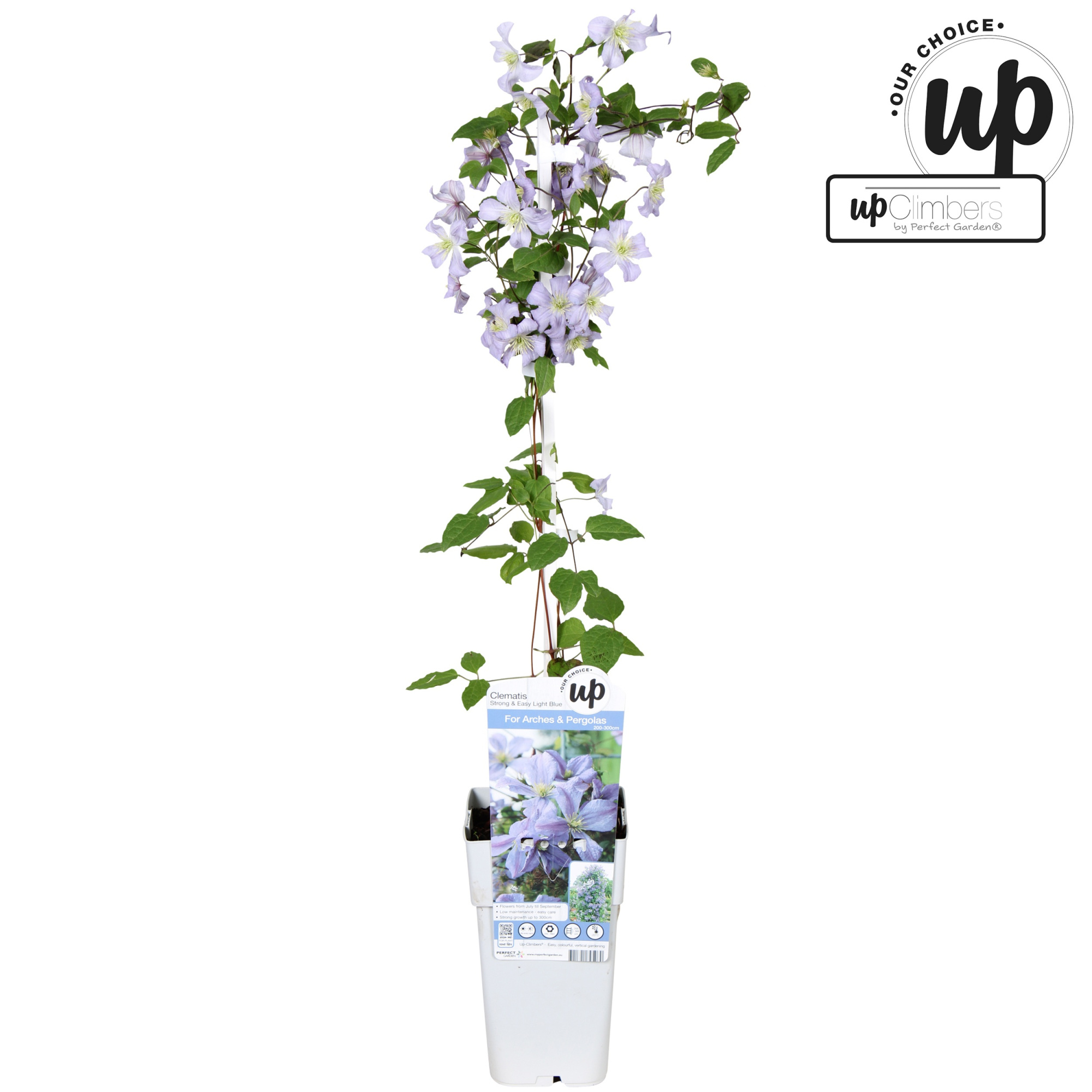 Clematis Strong and Easy Light Blue - Prince Charles P15, D 15 cm