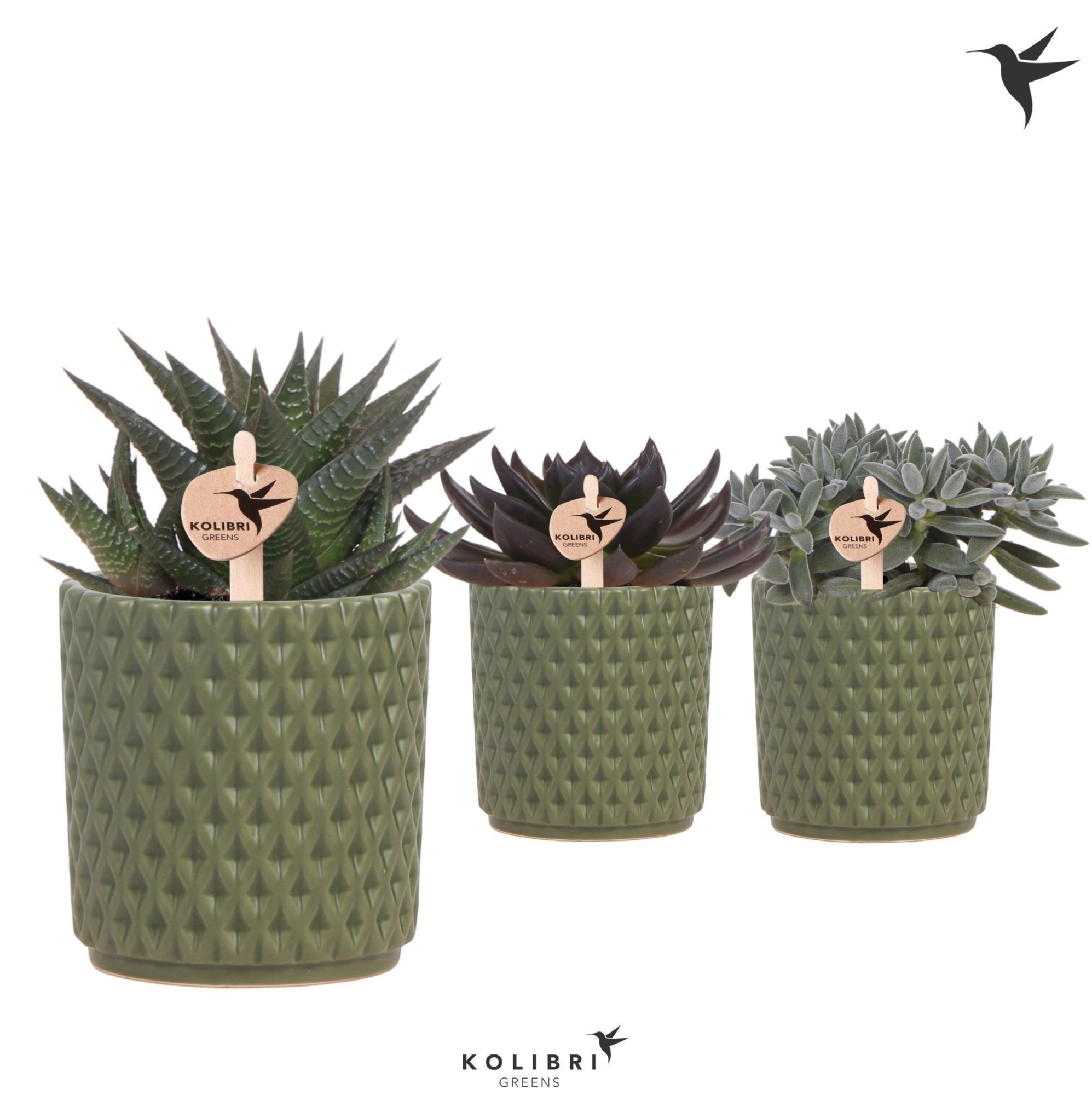 Kolibri Greens Succulenten mix in Diamond pot green, D 9 cm