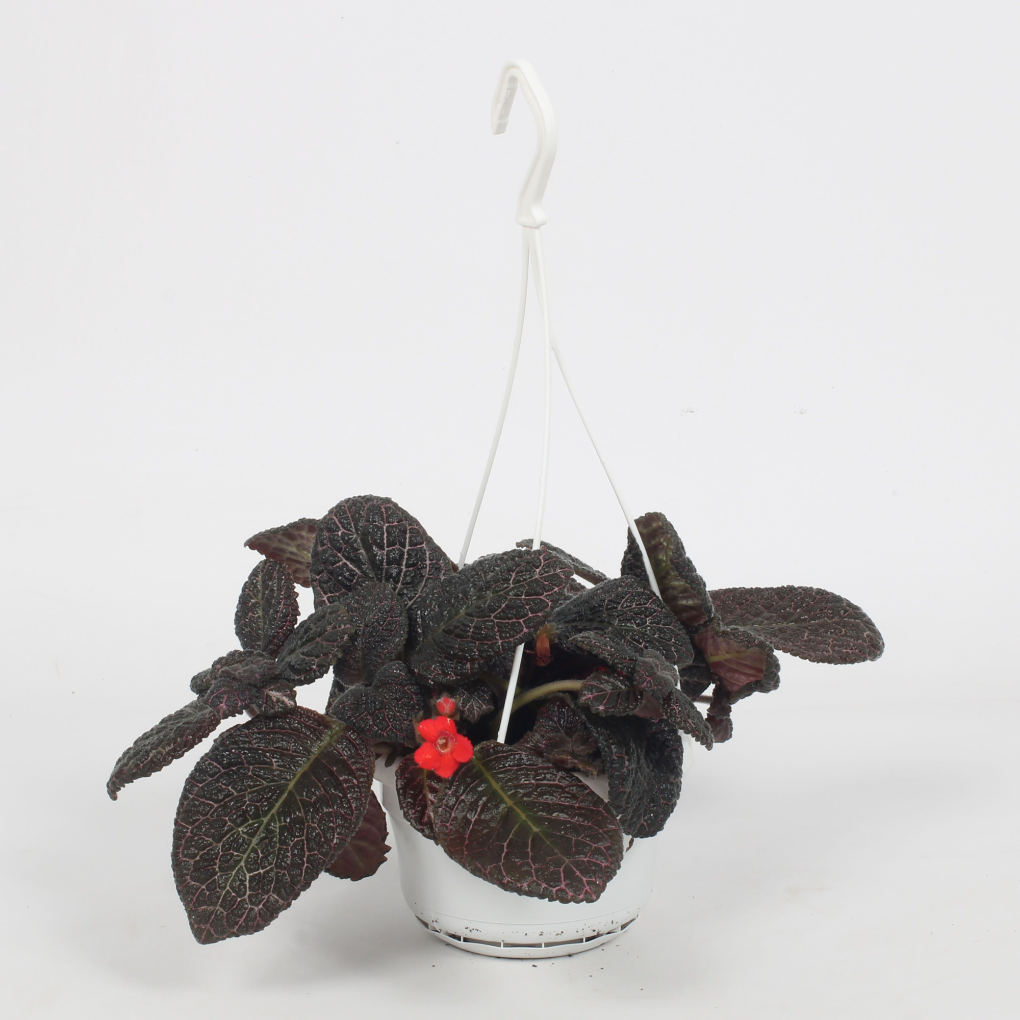 Episcia Red Crocodile 14CM, D 14 cm