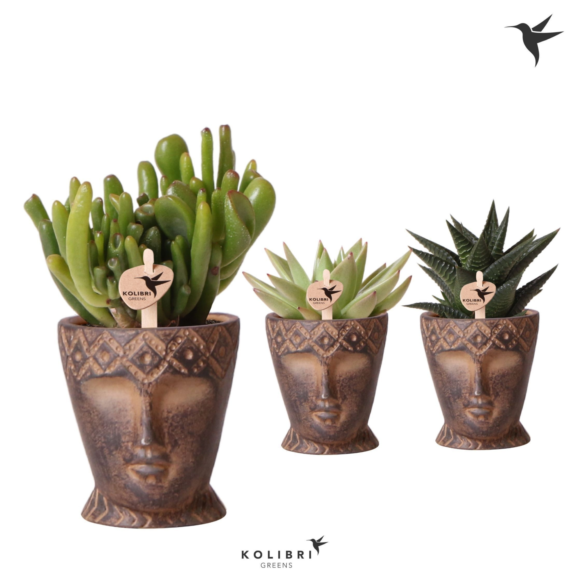 Kolibri Greens Succulenten mix in Totem Mask pot, D 6 cm