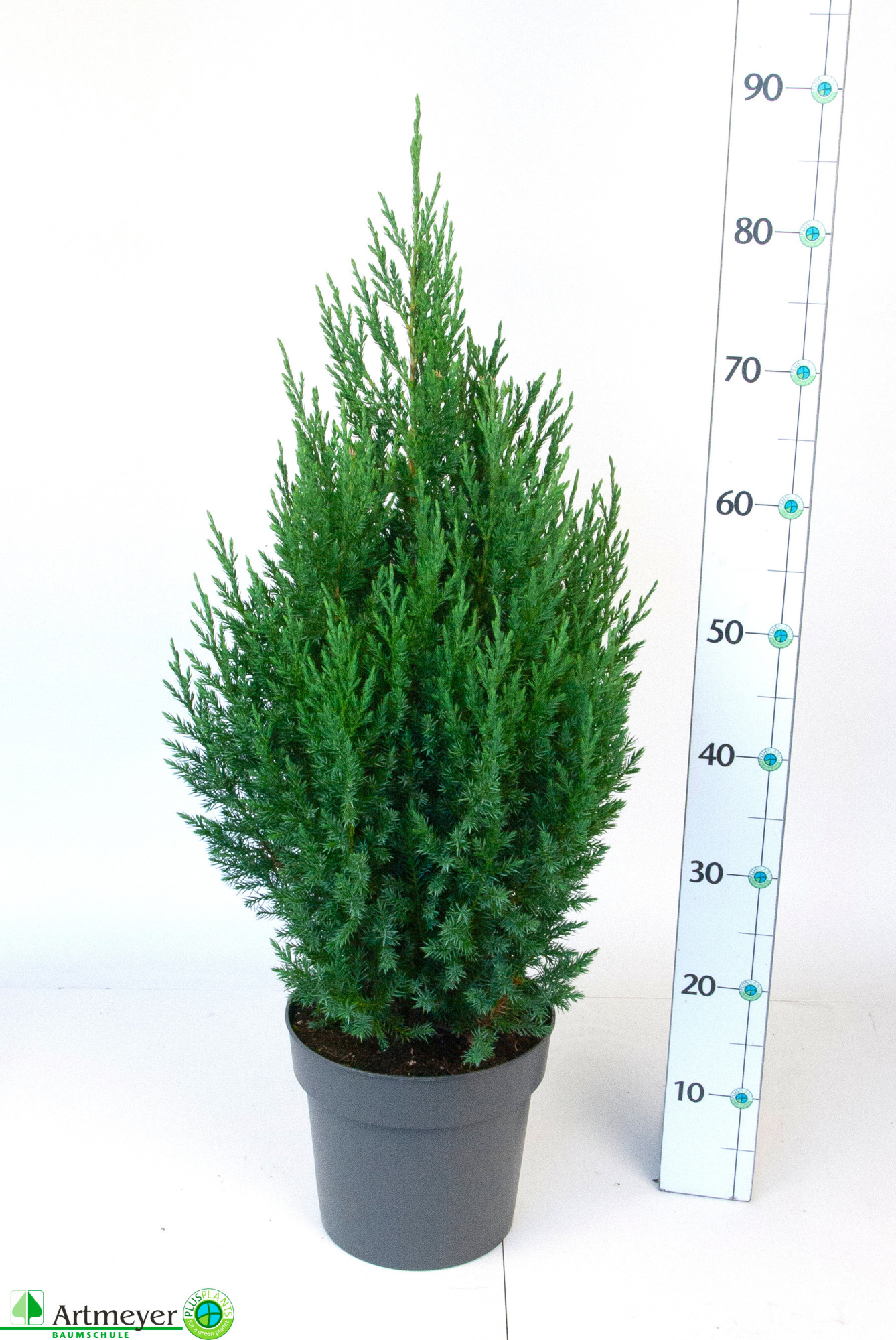 Juniperus chin. Stricta C5, D 22 cm