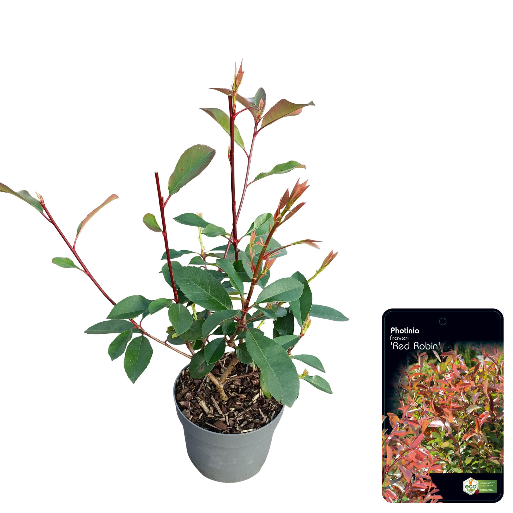 Photinia fraseri 'Red Robin' C2, D 17