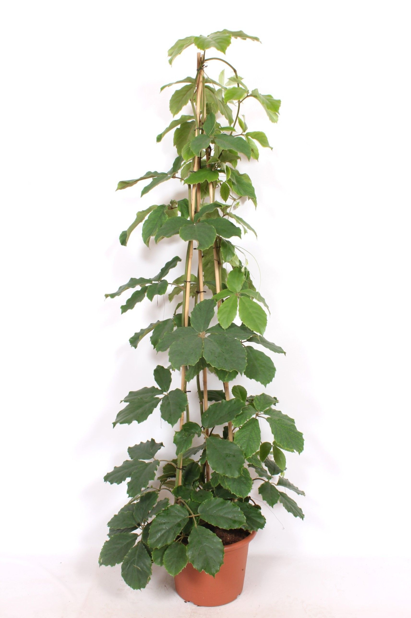 Tetrastigma voinierianum, D 40 cm