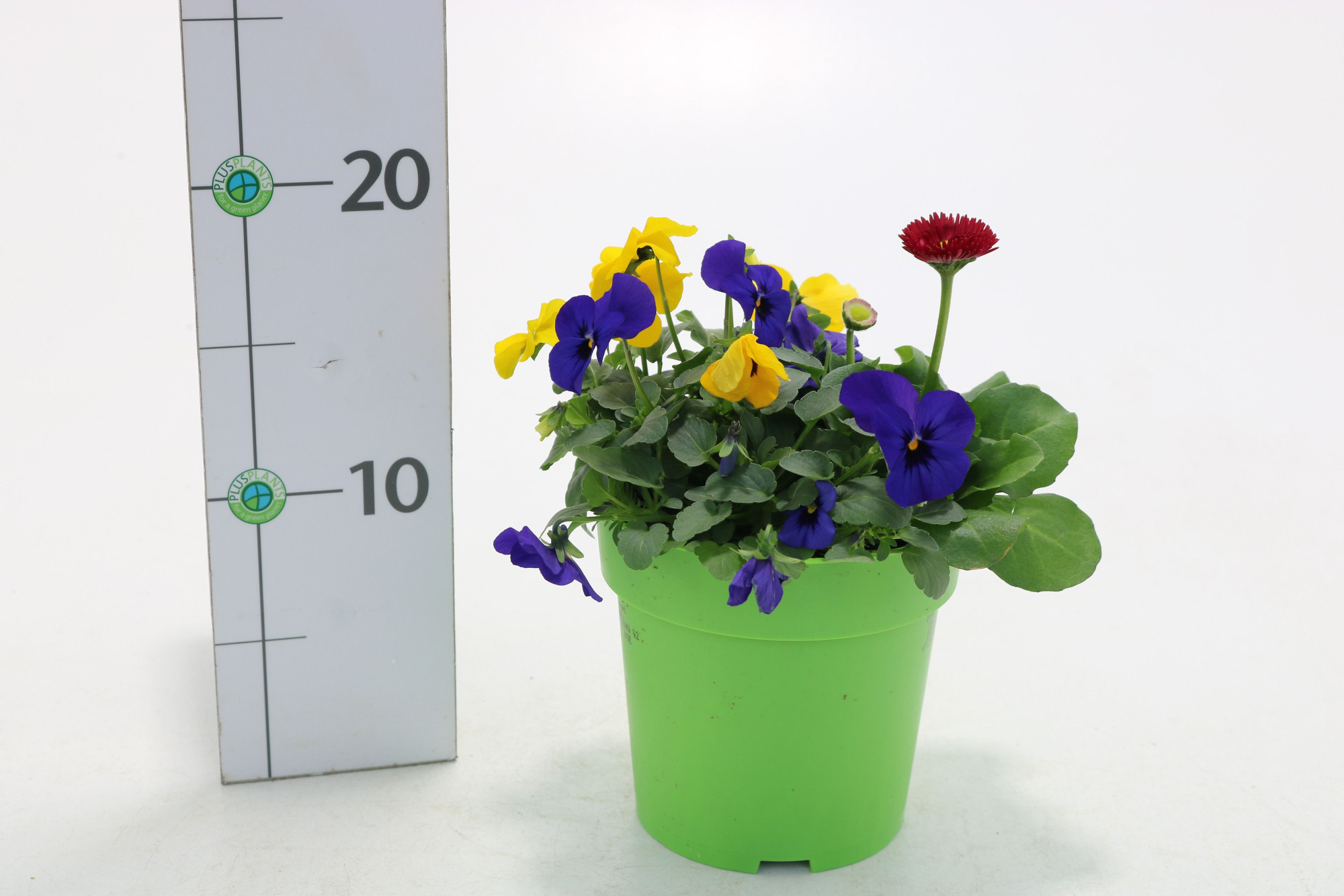 Querbeet Frühling bunt, D 13