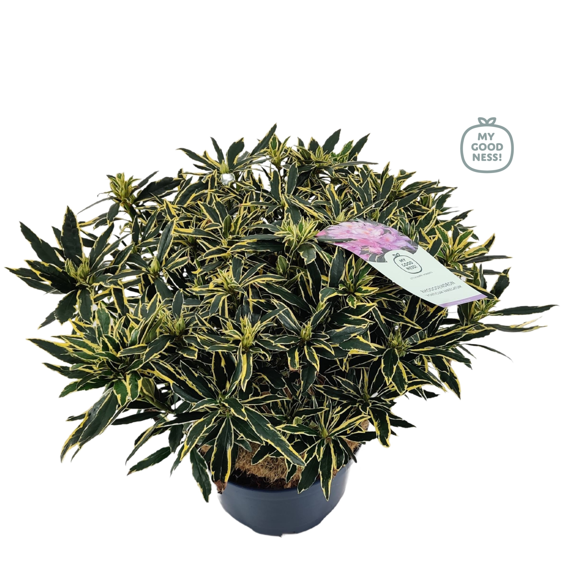 Rhododendron 70-80 /15 liter 'Ponticum Variegatum', D 34 cm