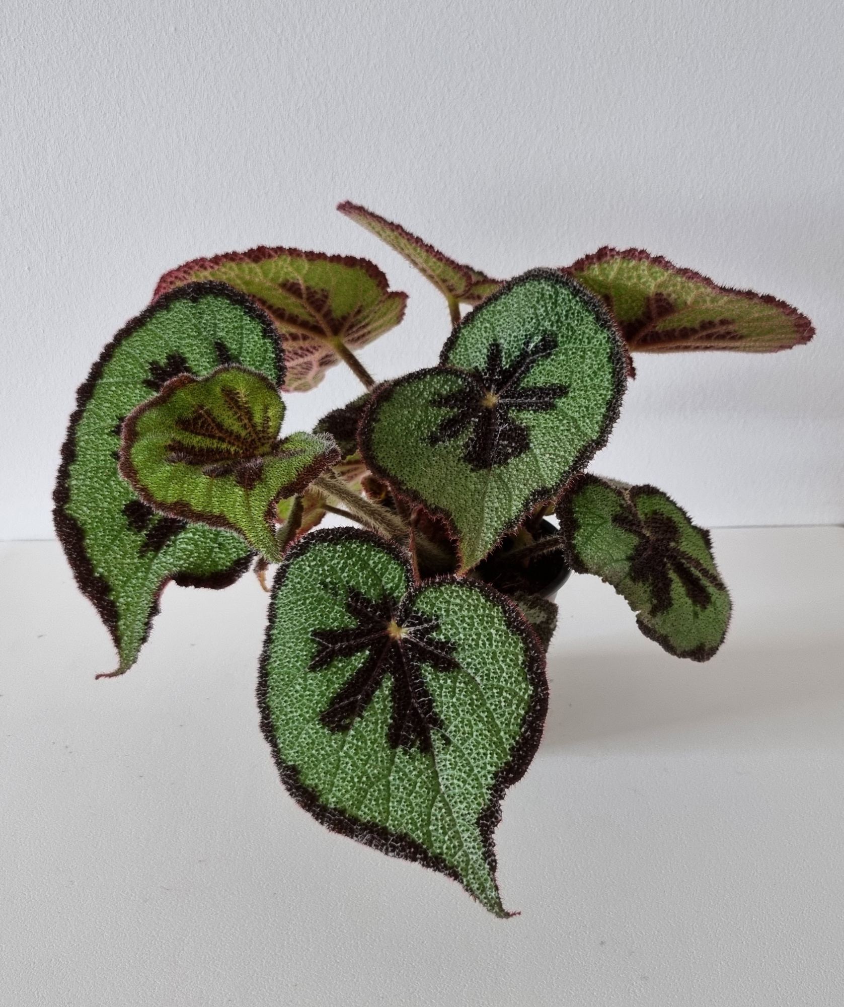 BEGONIA MASONIANA 'MOUNTAIN', D 12 cm