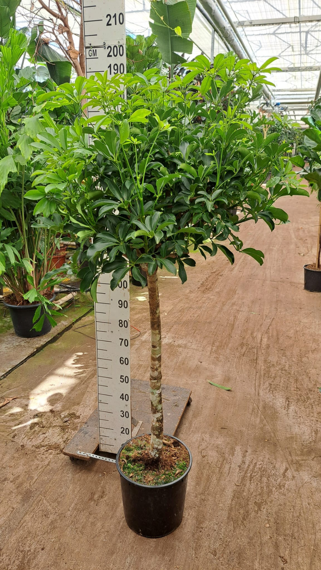 Schefflera Compacta rechte stam, D 35