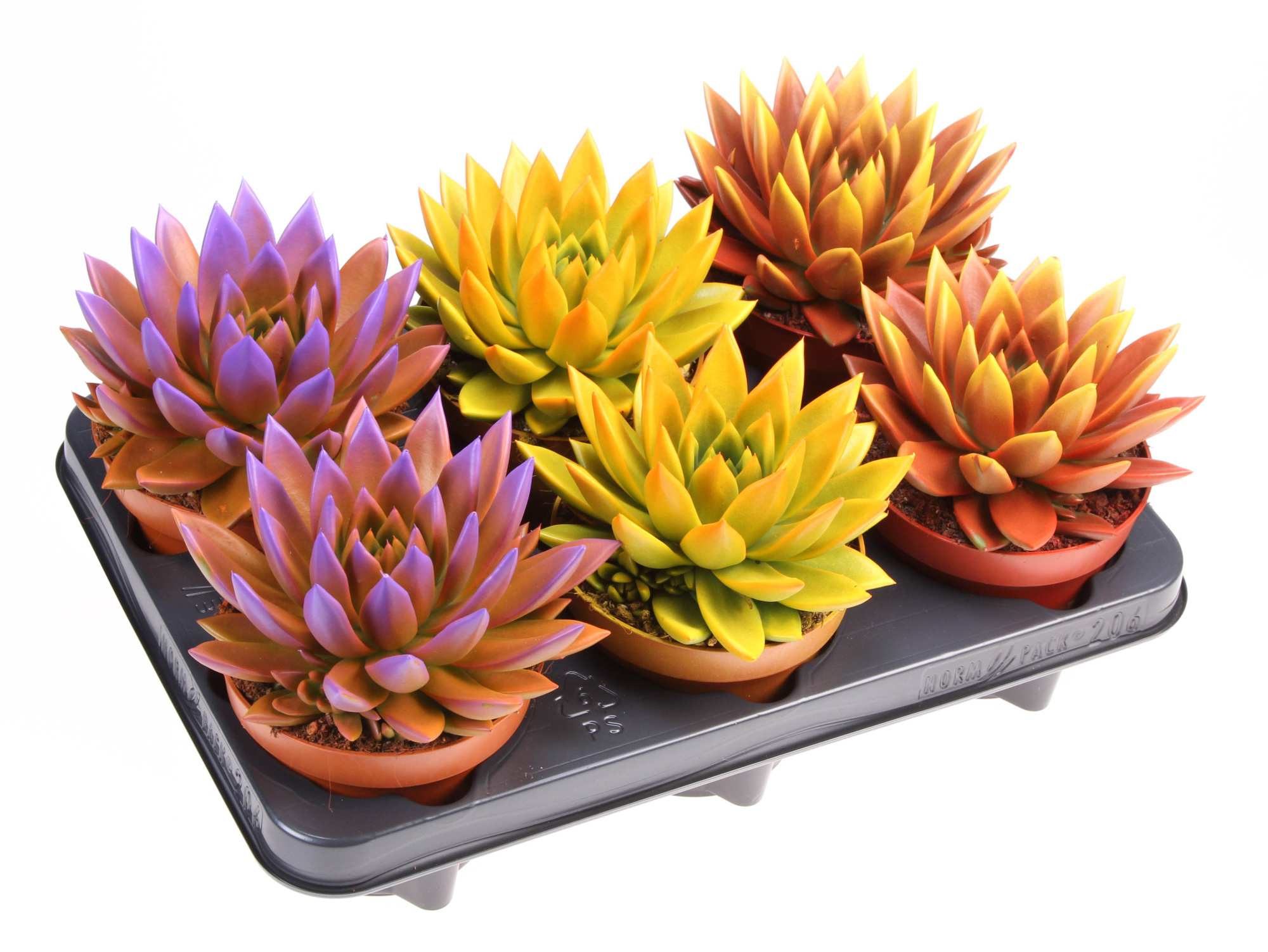 Rainbow bicolor, D 12 cm