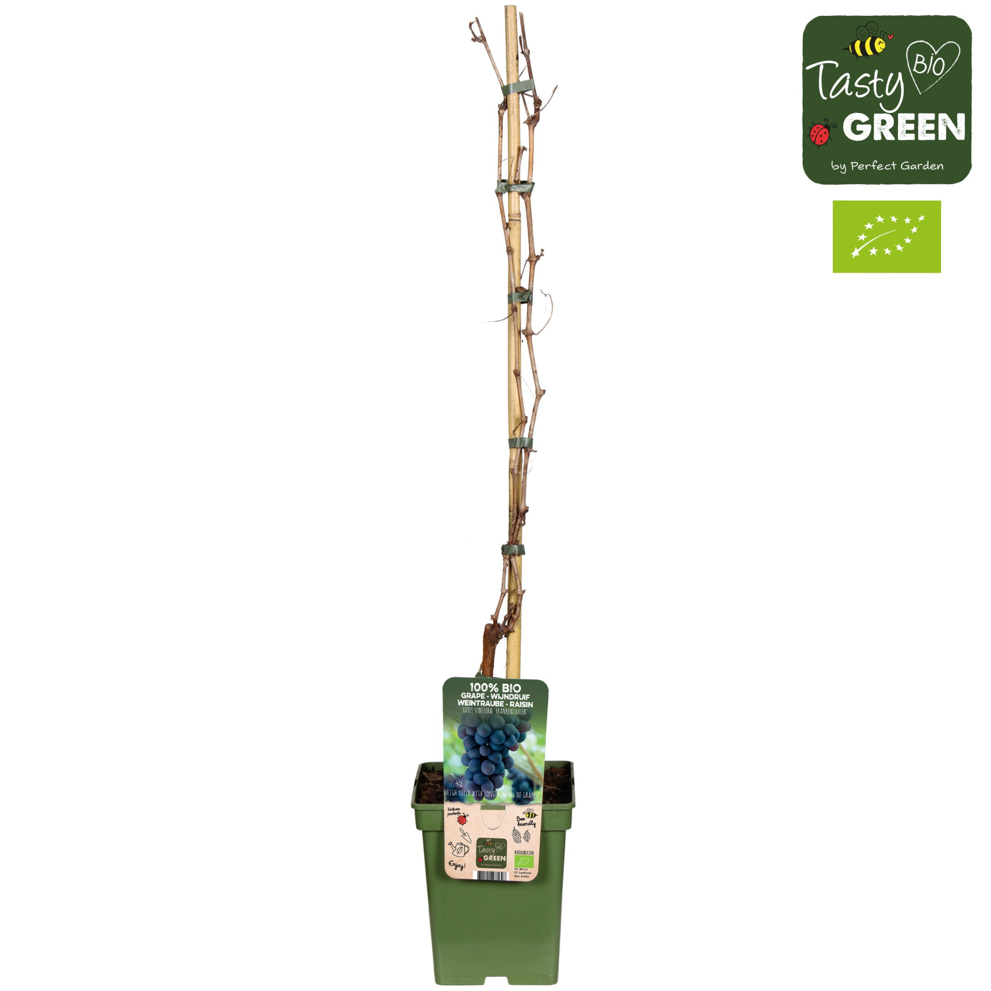 Vitis vinifera 'Frankenthaler' Bio P23, D 23 cm