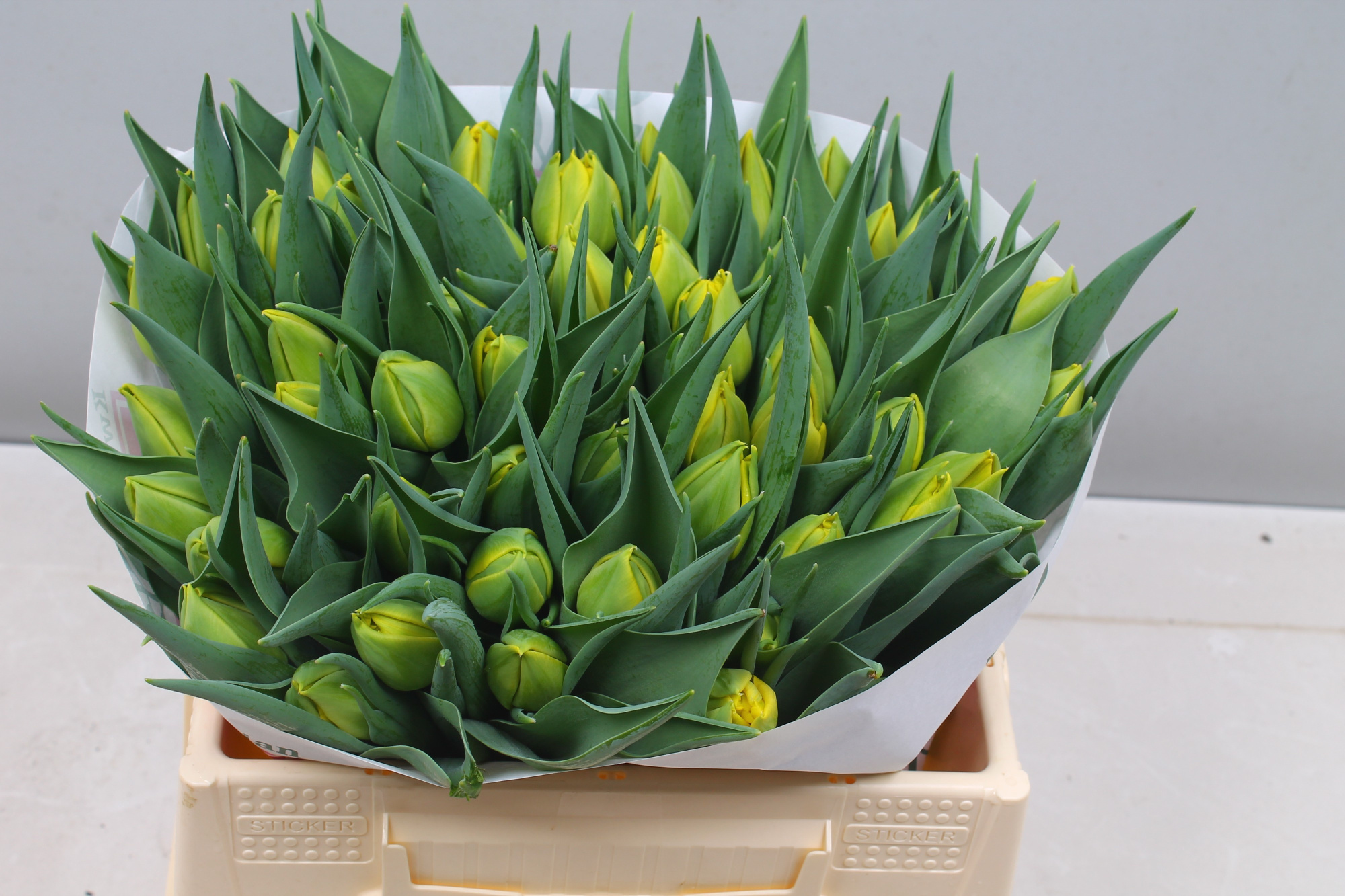 Тюльпан дв. Никон (желт.), шт.