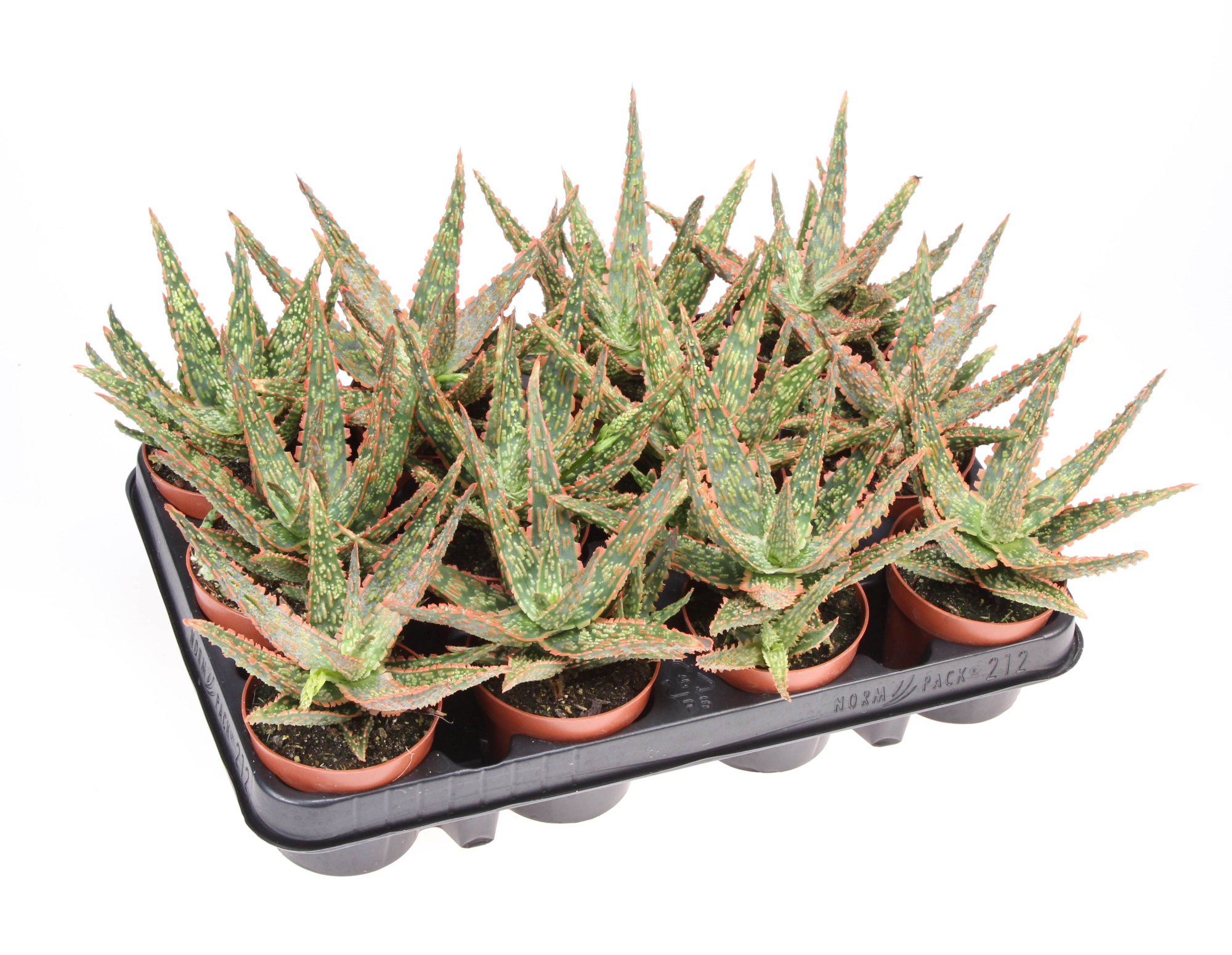 Aloe vitro, D 8,5 cm
