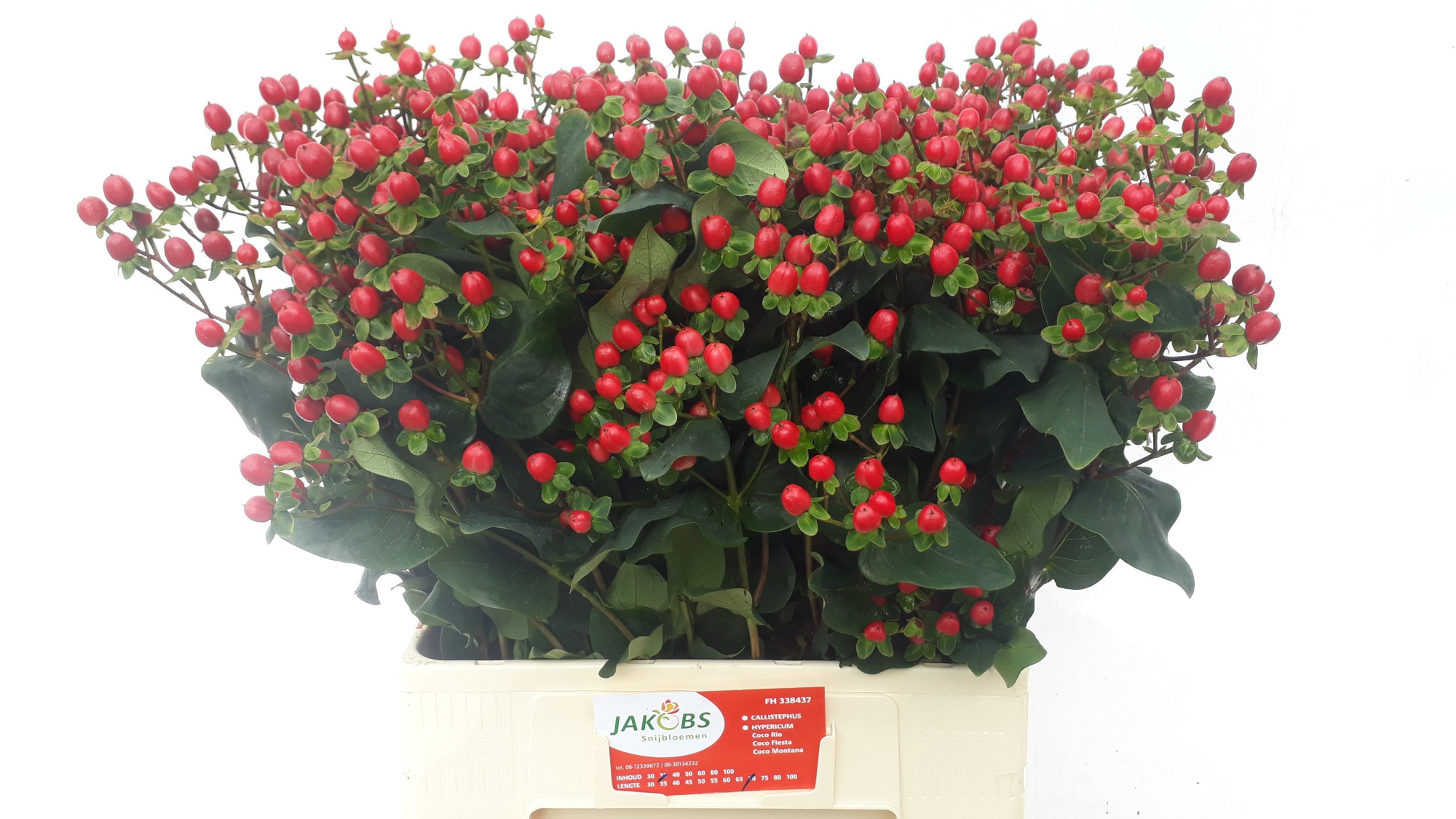 Гипперикум Коко Фиеста 65, шт.