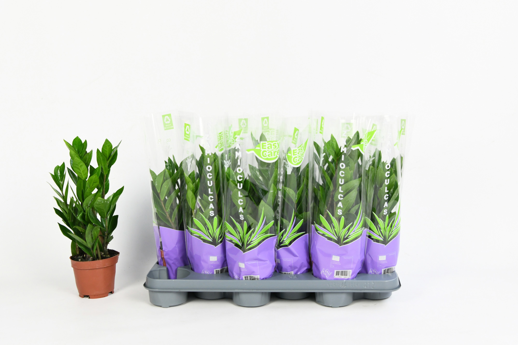Zamioculcas 10,5 3 veren, D 10,5