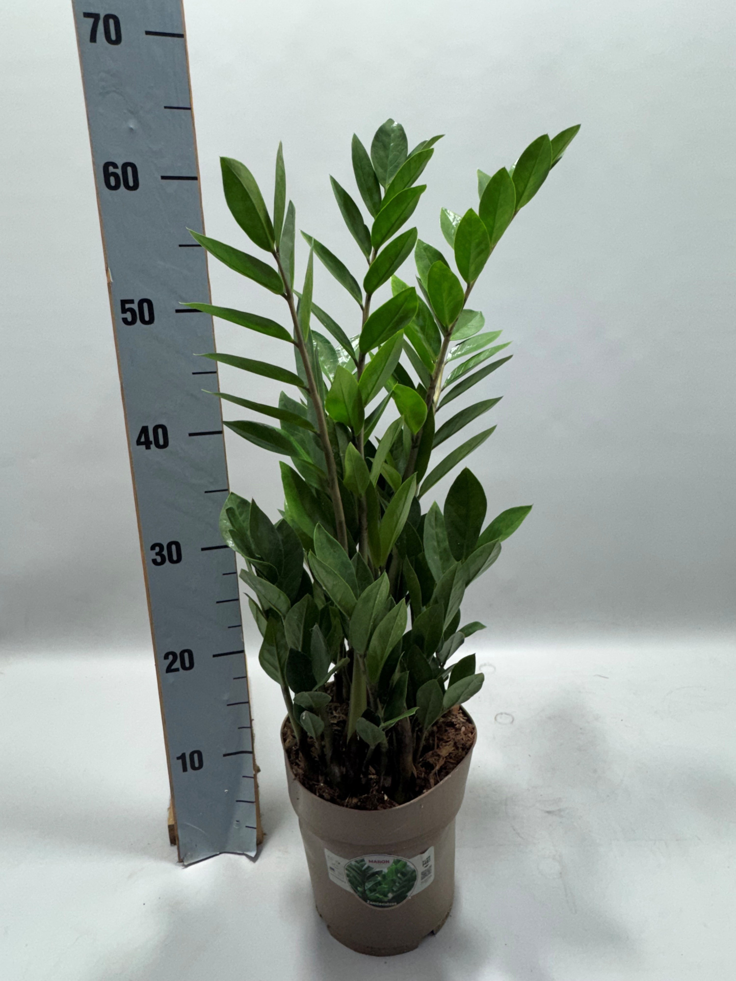 Zamioculcas P17 60cm 6+ veren, D 17