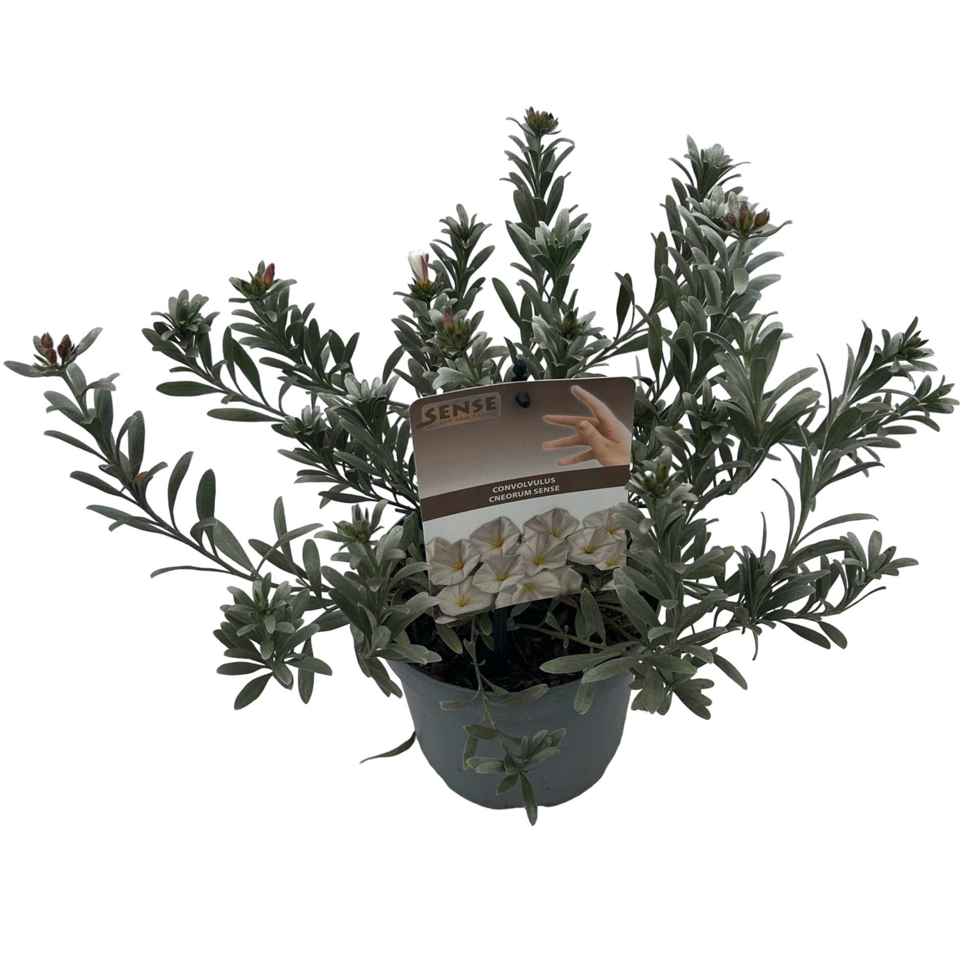 Convolvulus cneorum sense, D 17