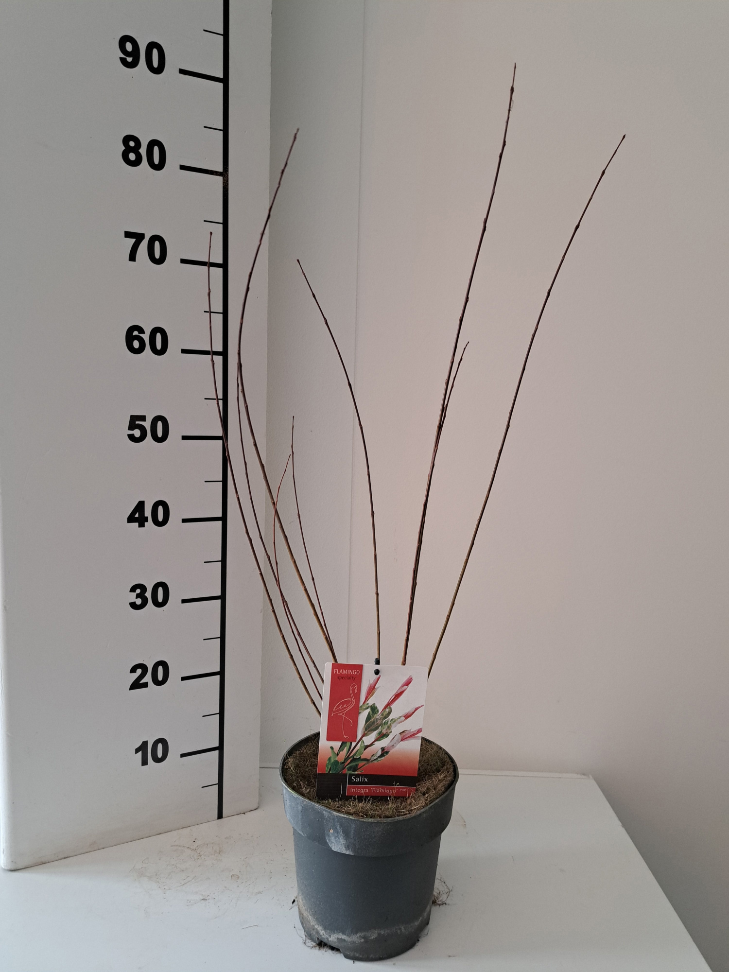 Salix Flamingo bush P19 roze pot, D 19