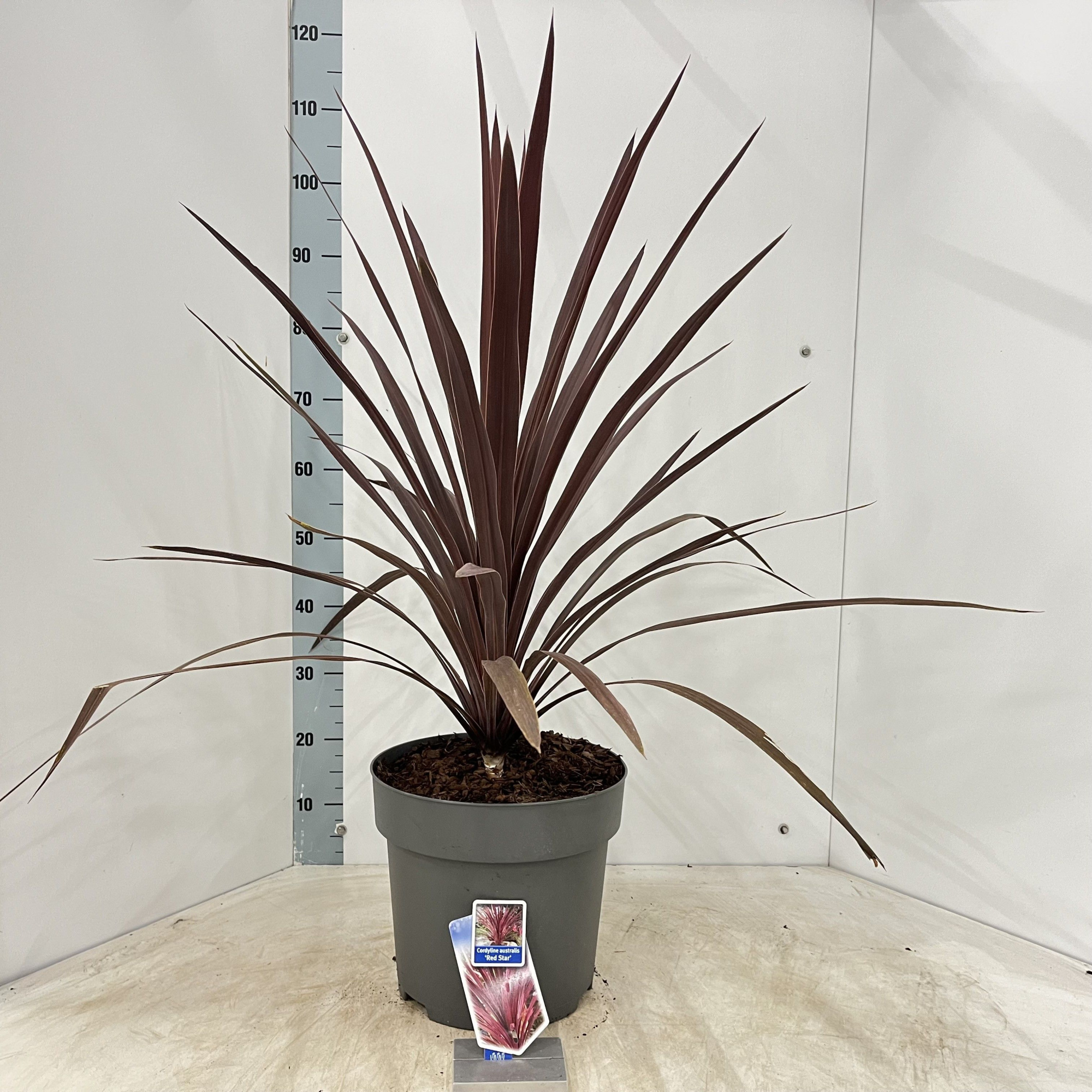 Cordyline australis 'Red Star', D 32