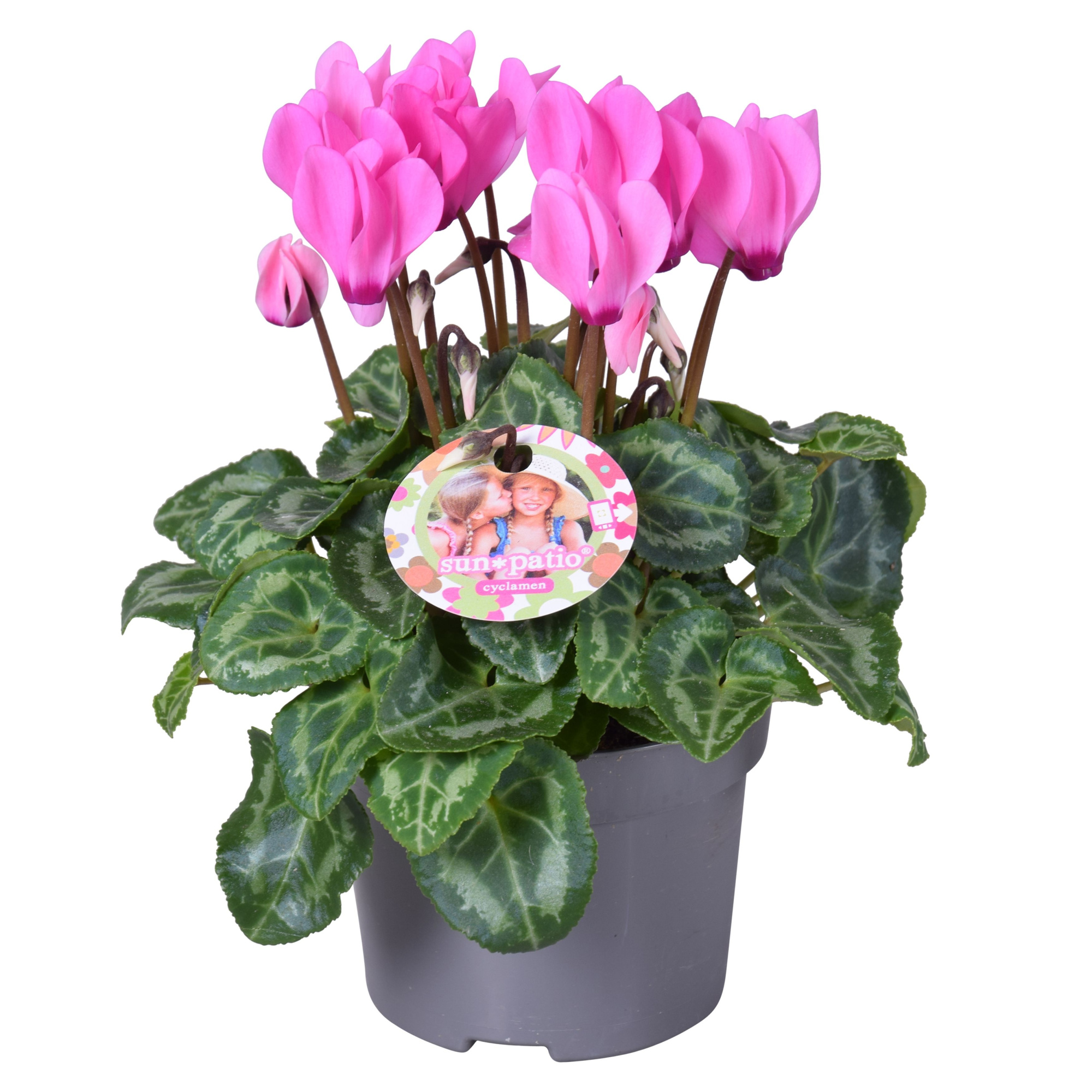 Cycl patio rose + H.etiket, D 10,5