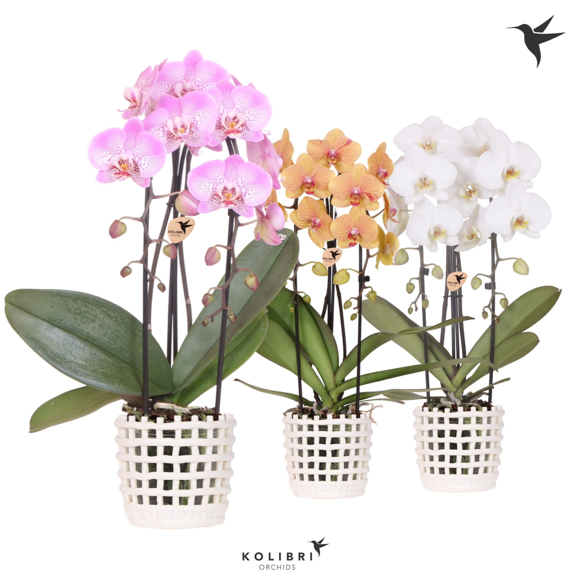 Kolibri Orchids Cascade Niagara Fall mix 2 spike in Mesh pot white, D 12 cm