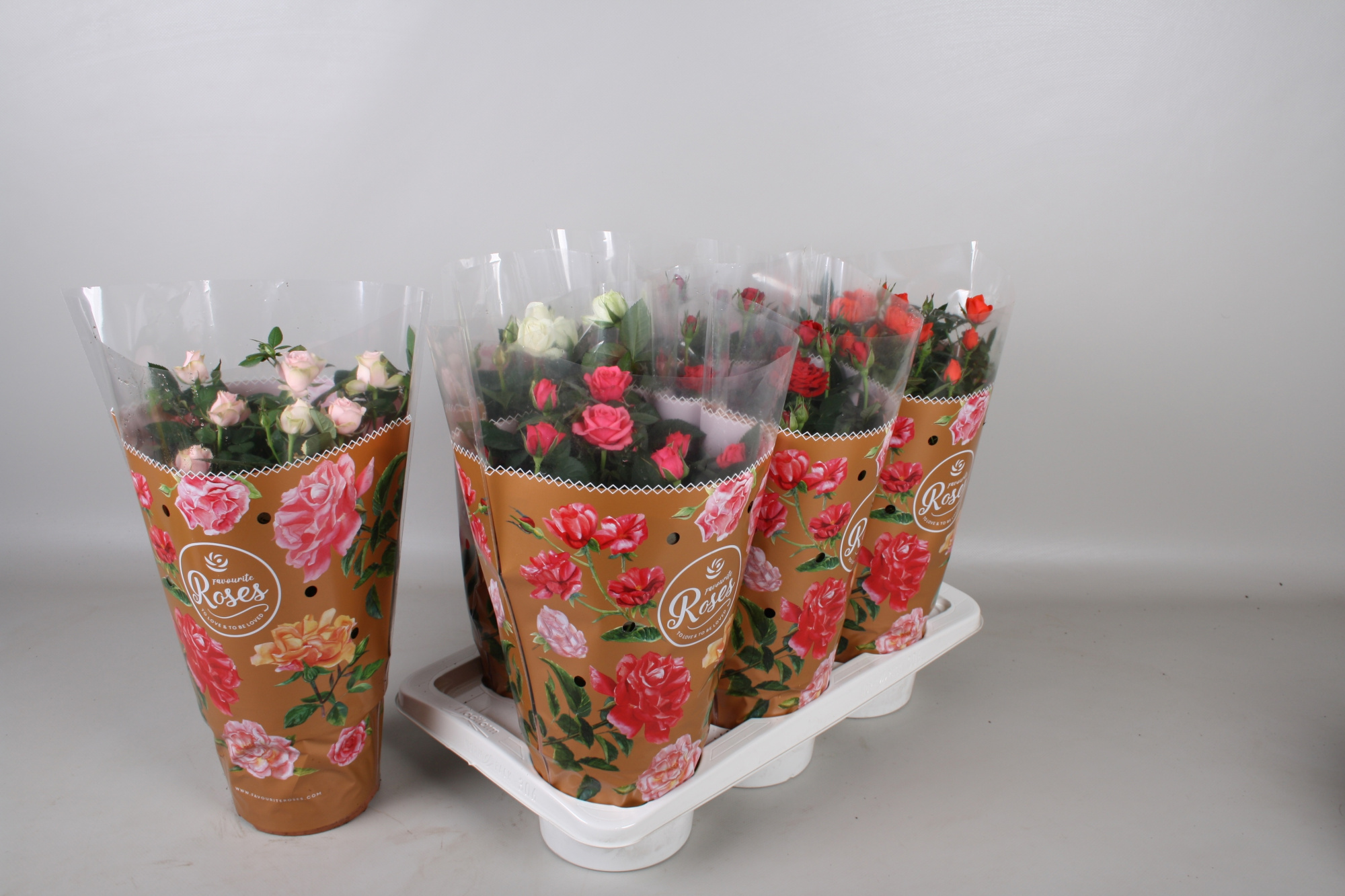 Rosa Favourite Roses gemengd in tray+seizoenshoes, D 17 cm