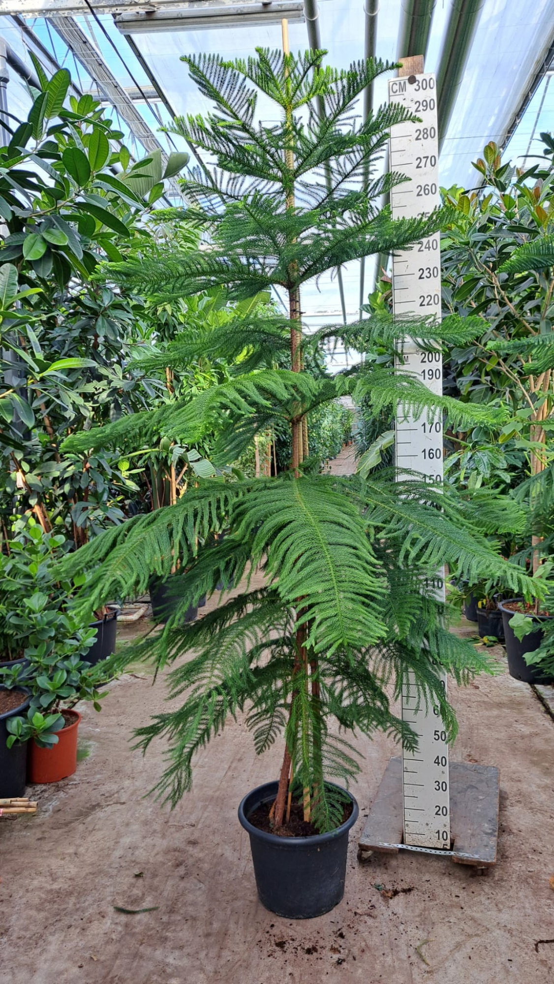 Araucaria 300, D 45 cm