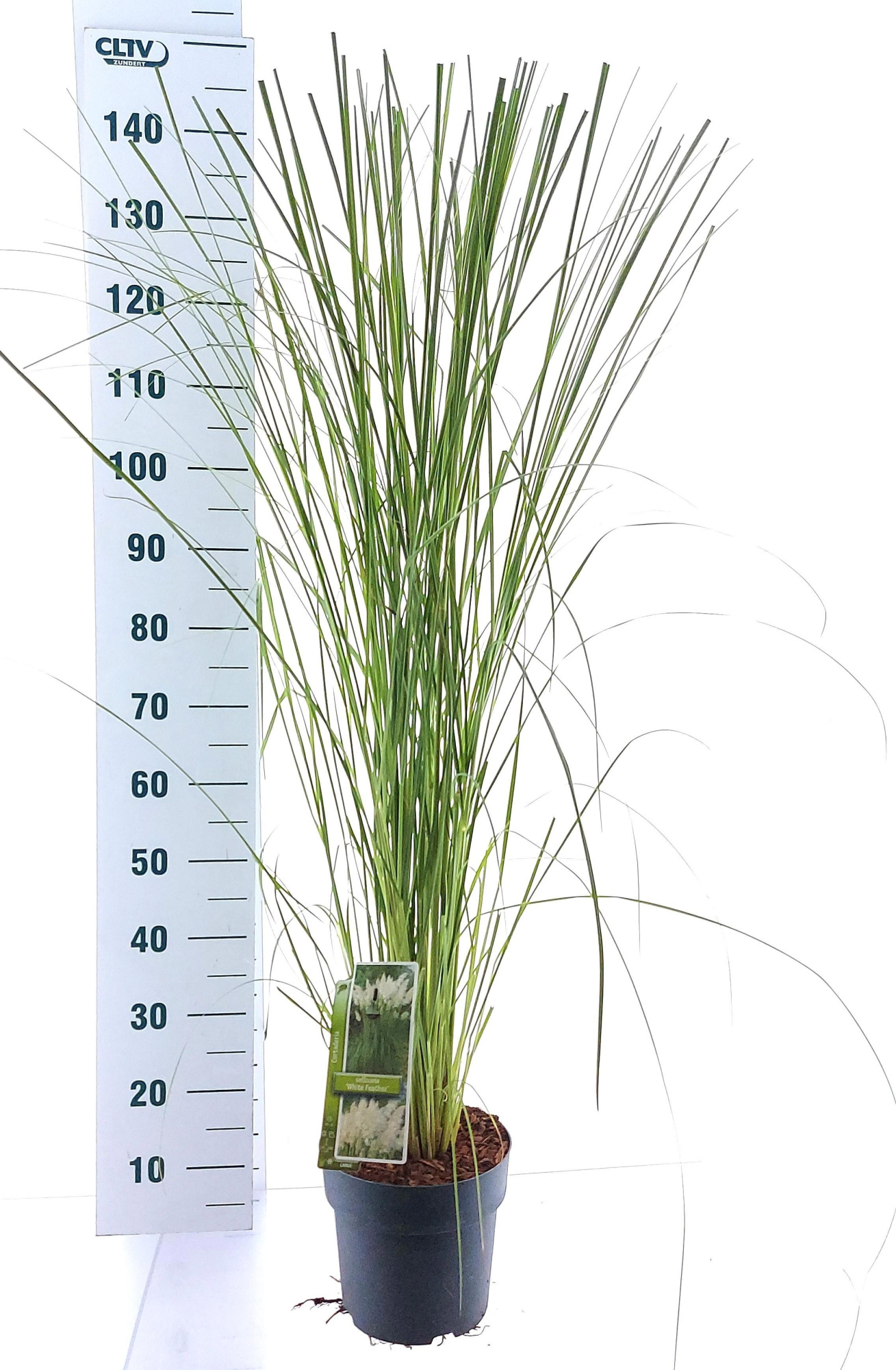Cortaderia selloana 'White Feather', D 23 cm