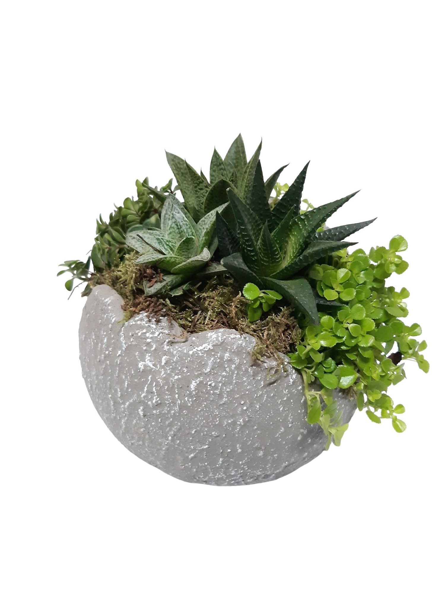 GG18GMX Green Globe 18cm mini plantmix, D 18