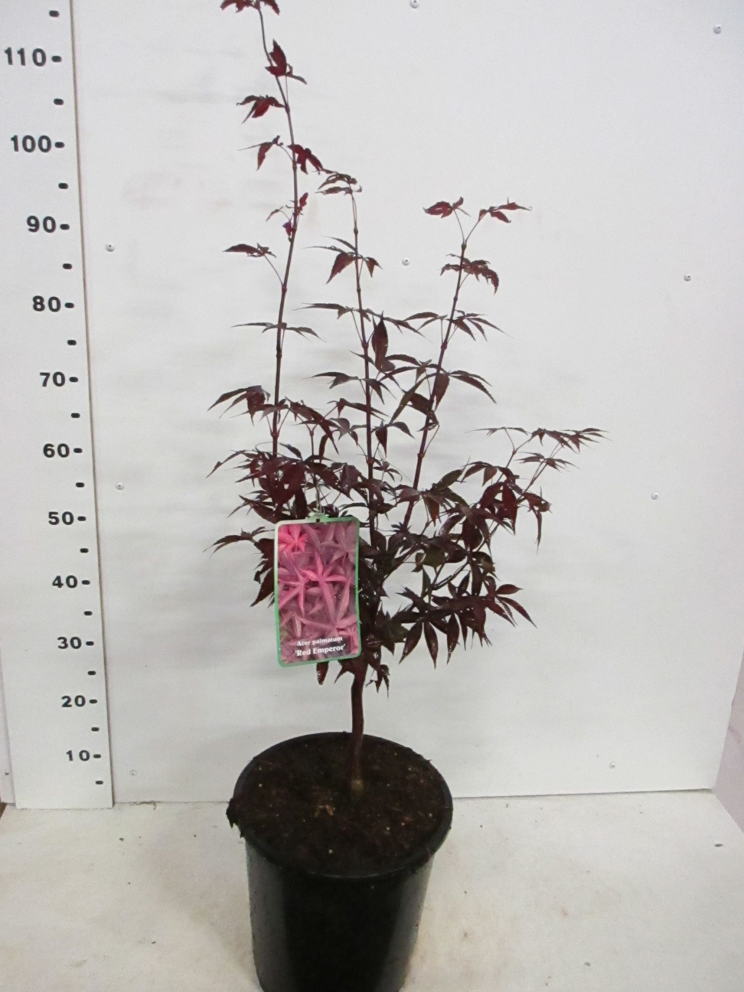 Acer palm. Red Emperor 60-80 P28, D 28 cm