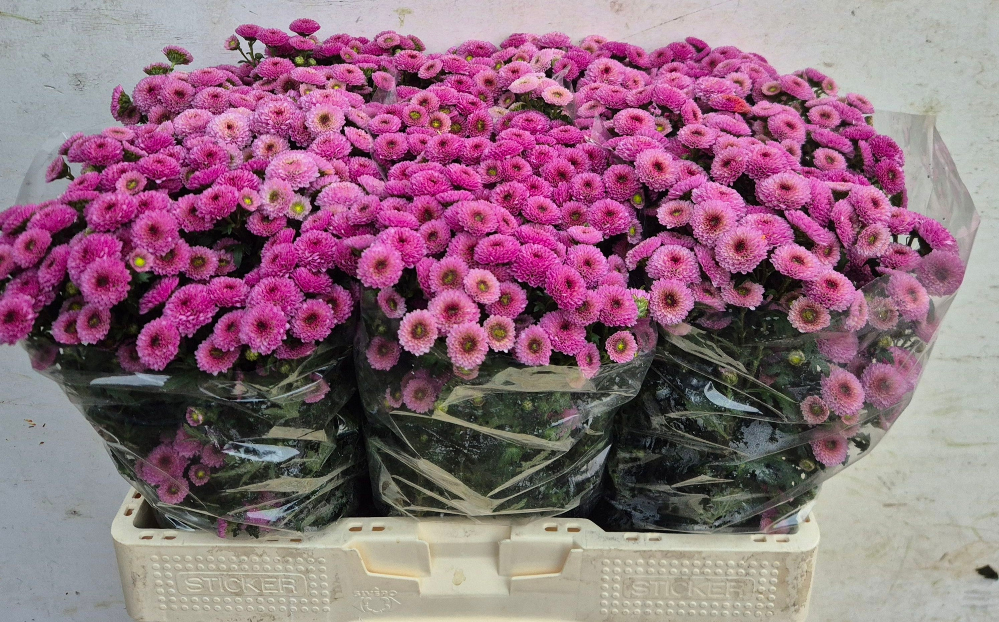 Сантини Калимеро Пинк, шт.