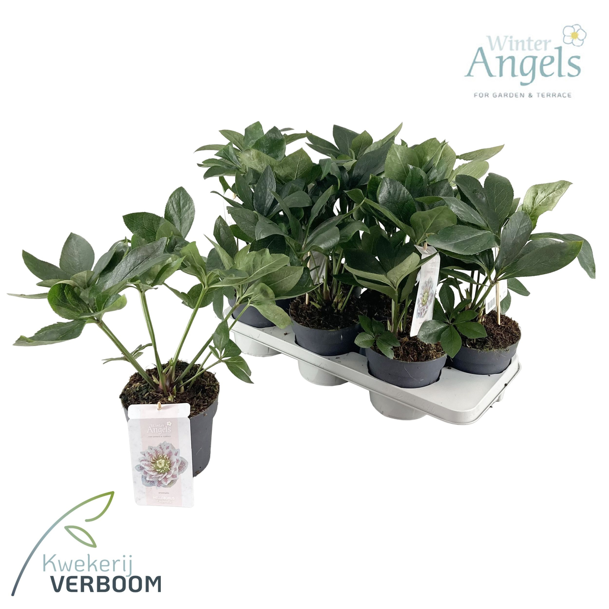 Helleborus Orientalis Cinderella p15 GROEN, D 15 cm